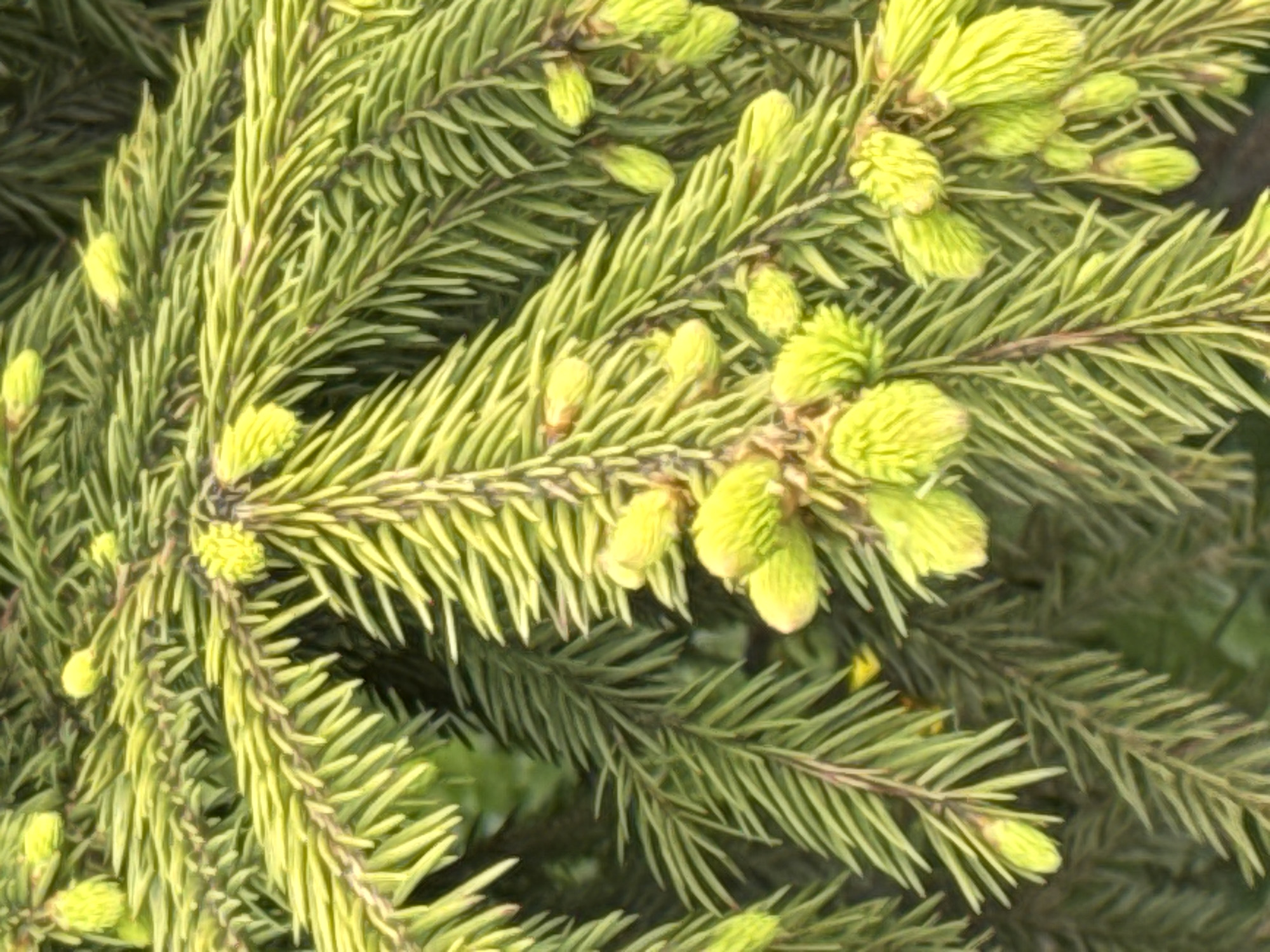 The image shows a close-up view of a coniferous tree branch with new, light green growth tips. The needles are a yellowish-green hue. The background is blurry, suggesting a shallow depth of field. The specific location and city cannot be definitively determined from the image alone.