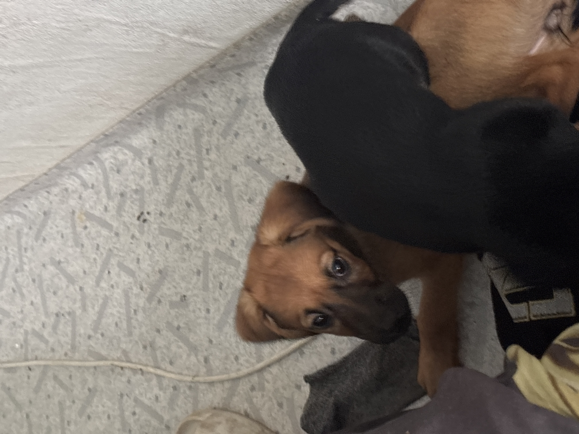 A brown puppy with dark markings on its face and chest is lying down next to a black puppy, which is partially obscuring the brown puppy. The puppies are on a textured, light-colored floor with a white cord running across it. A white wall is visible in the upper right corner. The scene appears to be indoors, likely a residential setting in Birobidzhan, Russia.