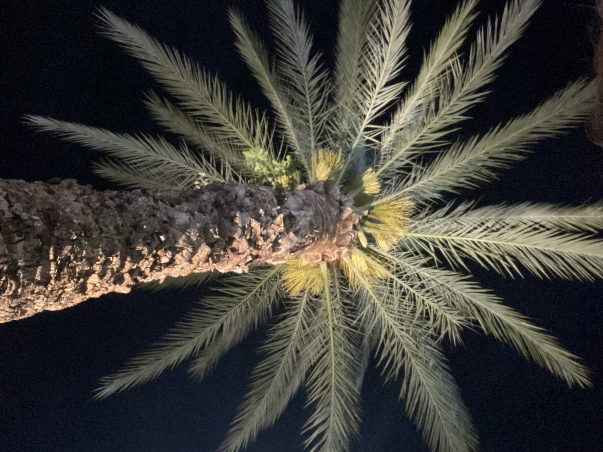 The image depicts a palm tree viewed from below at night. The tree trunk is visible on the left side of the image, with a rough and textured surface. The palm fronds radiate outward from the top of the trunk, creating a starburst pattern against the dark sky. Some of the fronds are a pale green color, while others appear to have yellow or brown areas. The location is in a city named Unknown, Unknown.