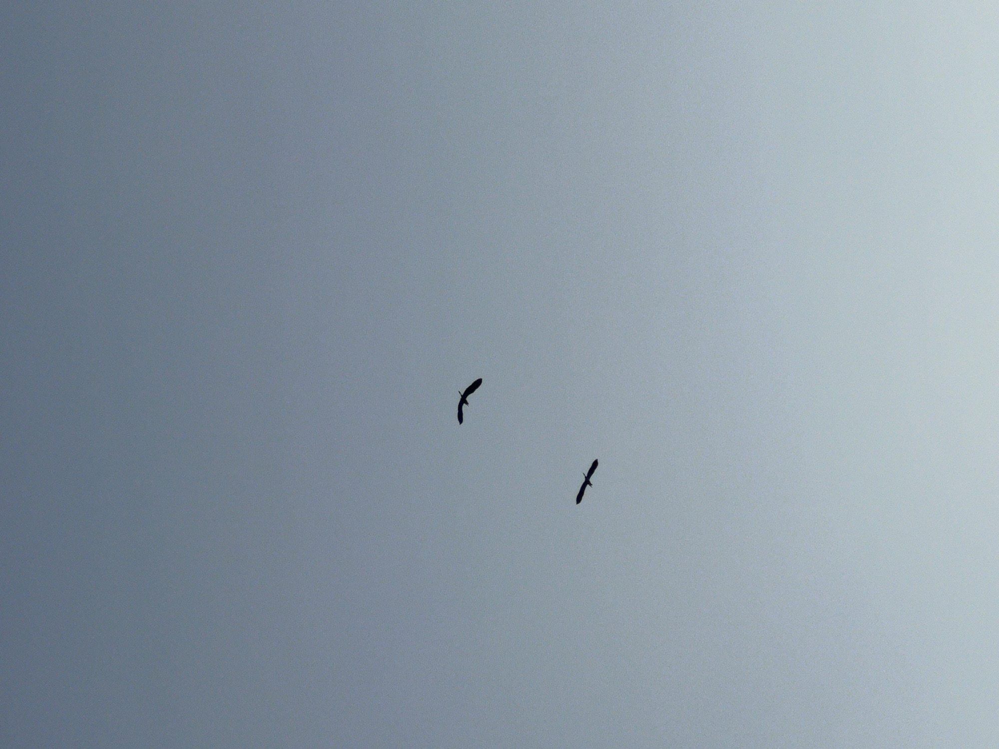 The image displays a pale blue, overcast sky with a subtle gradient, lighter at the bottom and darker towards the top. Two birds, silhouetted against the sky, are in flight. The bird in the upper right is positioned higher and slightly to the right of the bird in the lower left. Both birds are depicted with wings outstretched, suggesting they are mid-flight. The scene lacks any discernible ground features or urban elements, suggesting an open sky view, which could be observed from any open area, including the outskirts or rural areas of Novopichugovo, Russia.