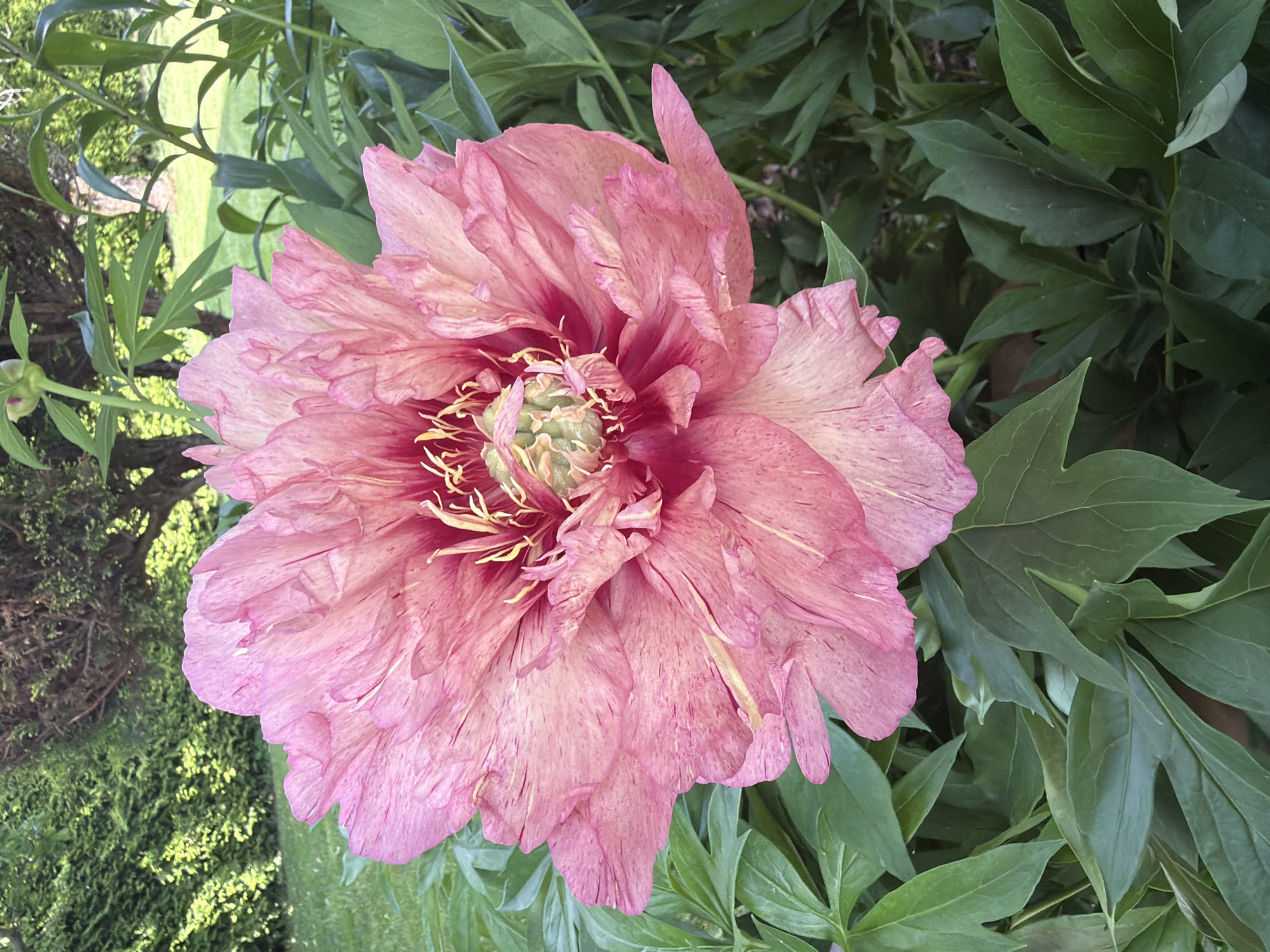 The image shows a close-up view of a large, pink peony flower in full bloom, with layered petals and yellow stamens at its center. The flower is surrounded by lush green foliage. In the background, out of focus, is a verdant garden with a manicured lawn and trees. The setting appears to be a residential garden in Baloži, Latvia, based on contextual information. No people are present in the image.