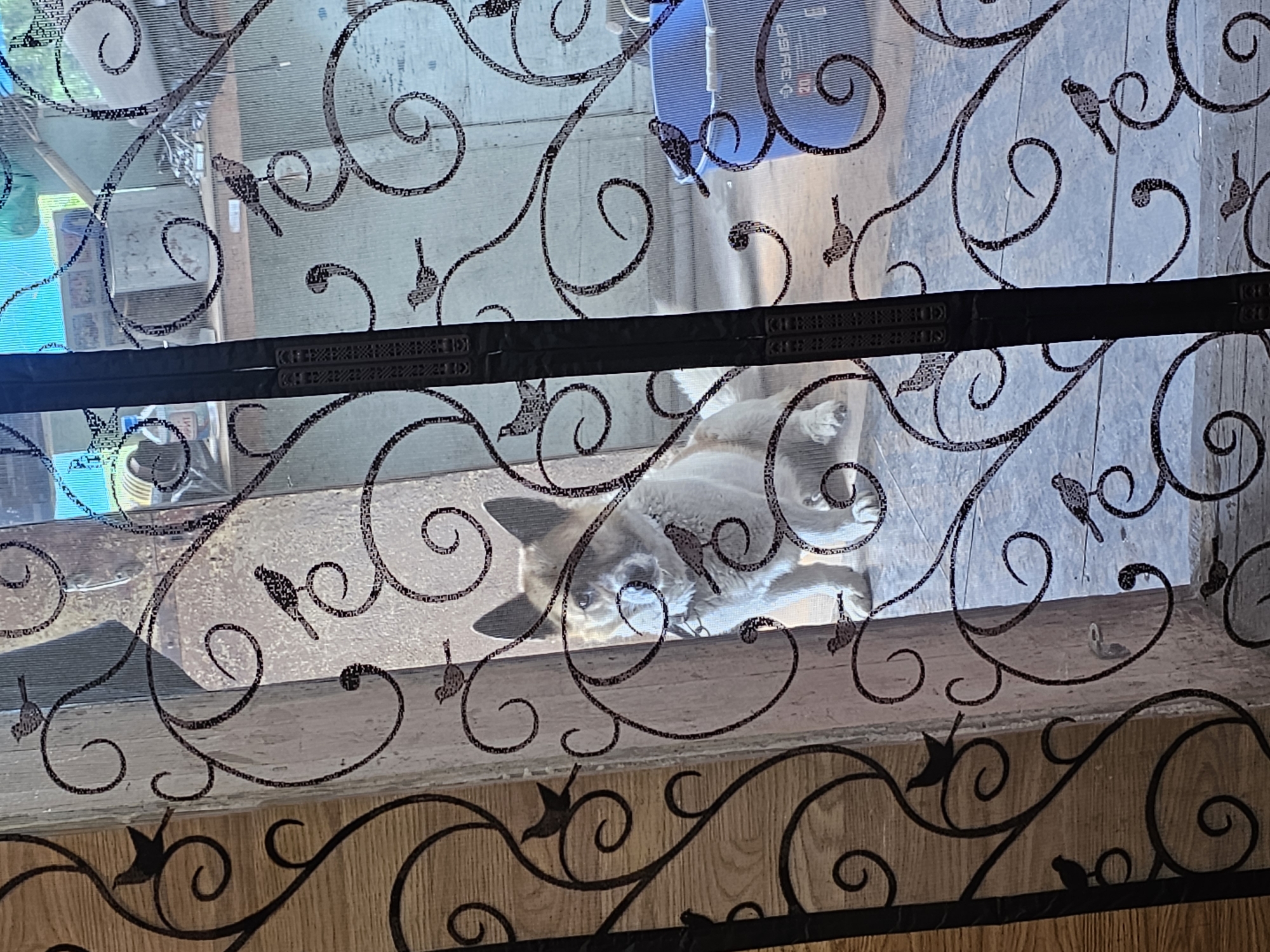A medium-sized dog with light brown and white fur sits behind a decorative metal gate with bird motifs. The gate is black and features swirling vines and small bird silhouettes. The dog appears to be looking towards the viewer with its head slightly tilted. In the background, through the gate and a screen, there is a glimpse of an indoor or covered outdoor area with a blue bucket and some shelving. The overall impression is of a domestic setting, possibly a home or a sheltered yard in Nakhodka, Russia.