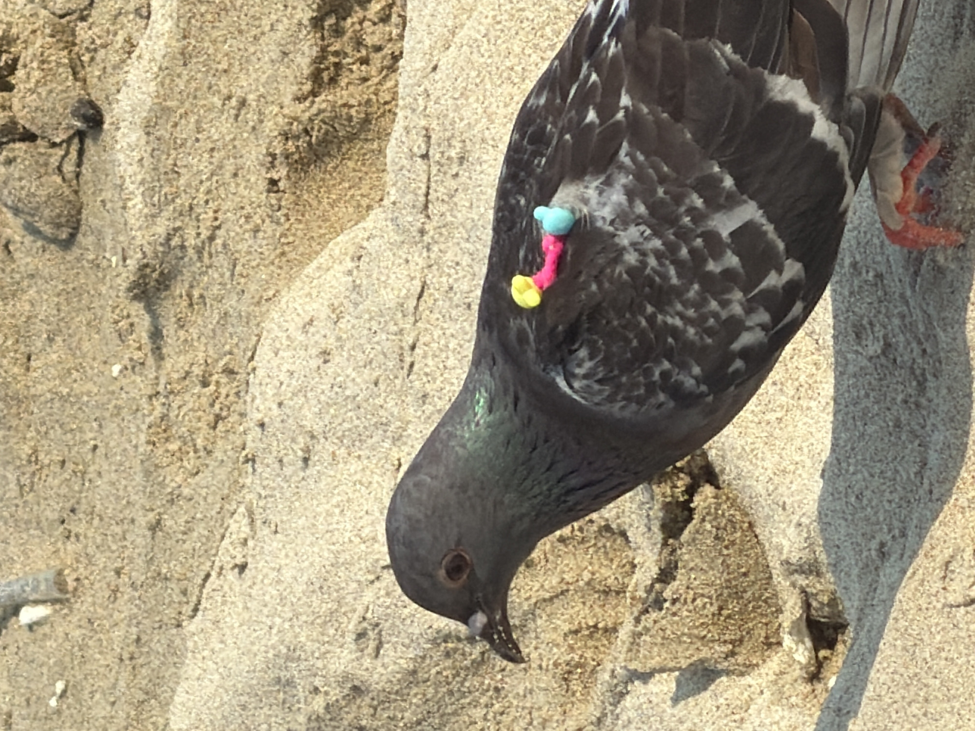 A pigeon with a colorful object attached to its back is on a sandy surface. The object is composed of blue, pink, and yellow components. The pigeon is gray with iridescent neck feathers and its head is pointed towards the ground. The surface appears to be sand, with varying textures and slight color variations. The location is unspecified in the image. The city of Đà Nẵng, Vietnam is unspecified in the image.