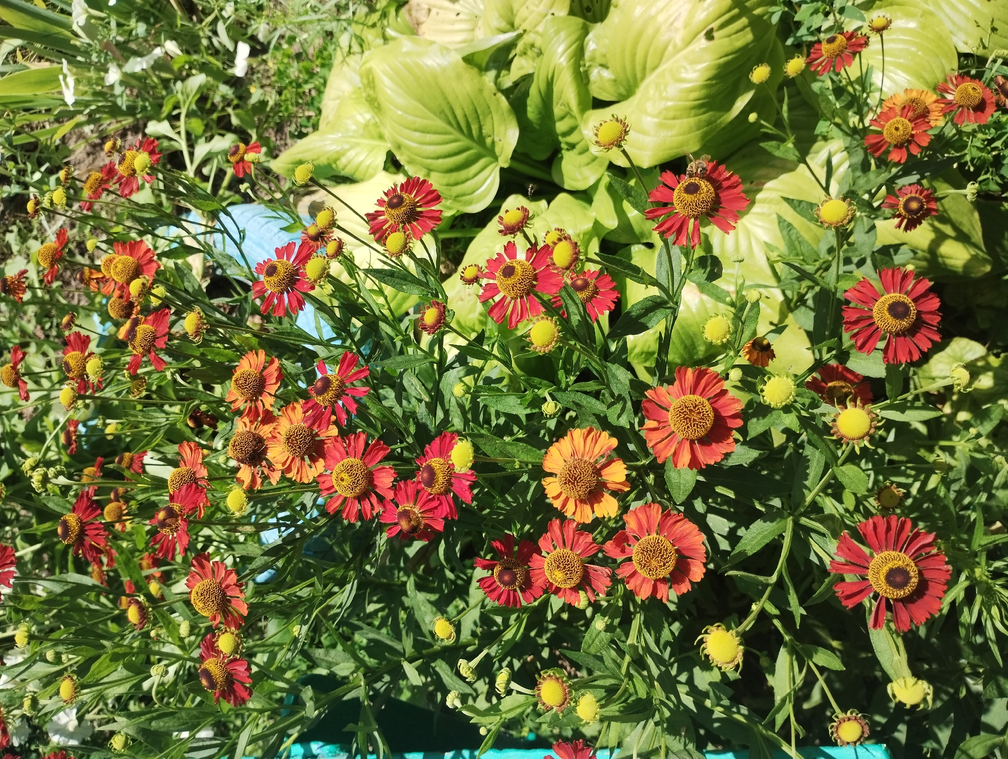 A close-up, high-angle shot captures a dense cluster of bright red and orange Helenium flowers in full bloom. The flowers, with their distinct yellow centers and ray petals, are set against a backdrop of lush green foliage. In the background, large, light green hosta leaves provide a softer texture and contrasting color. The scene appears to be a garden setting, possibly in Sumy, Ukraine, under natural sunlight, as indicated by the shadows and the overall brightness of the image. A single bee is visible on one of the red flowers, actively engaged in pollination. The image is sharp and well-lit, emphasizing the vibrant colors and details of the flora. There are no people or man-made structures prominently featured, other than a hint of a blue plastic container on the left edge of the frame.