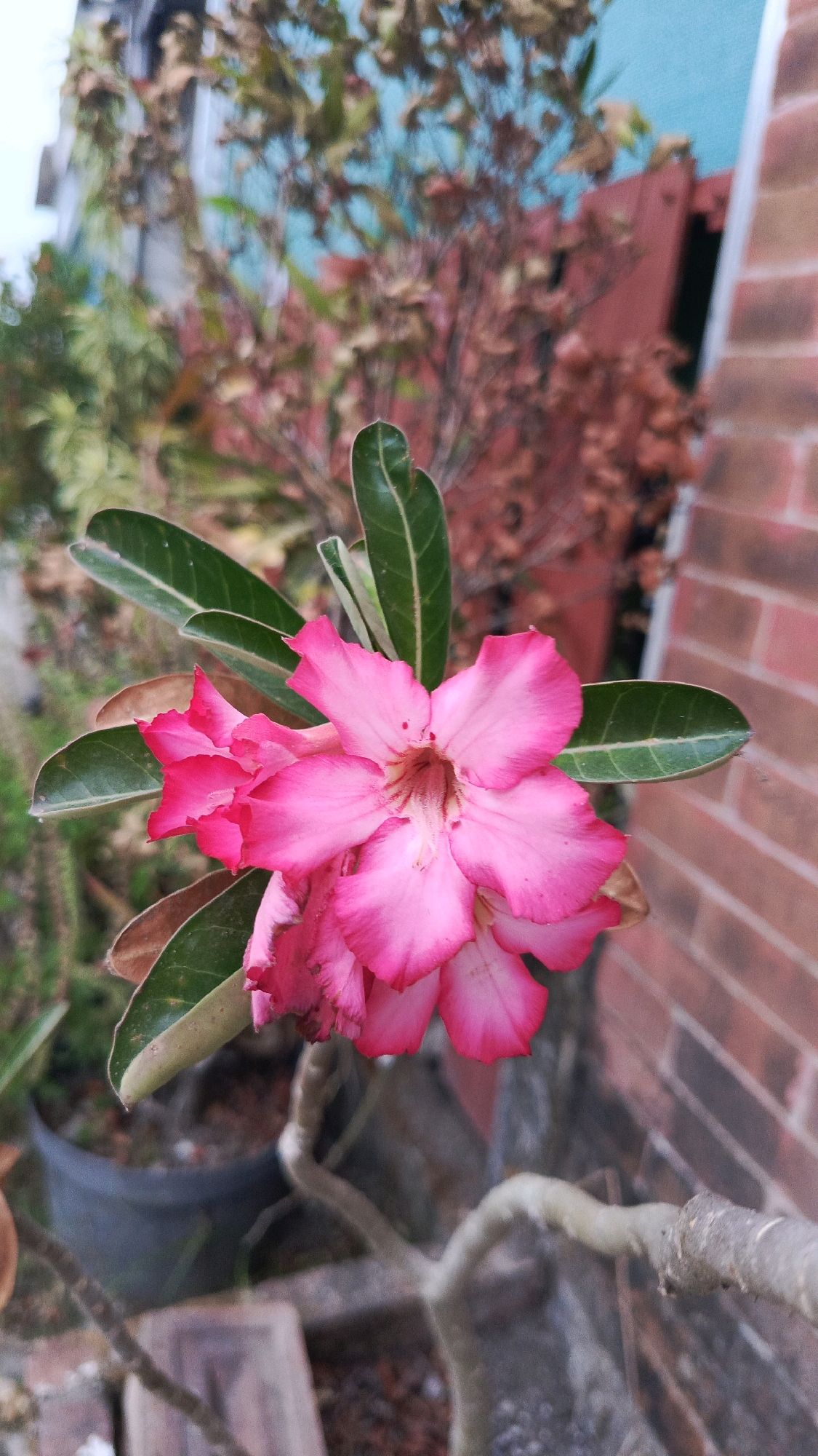 A close-up shot focuses on a cluster of bright pink desert rose flowers, their petals unfurling in a delicate arrangement. Lush green leaves, some showing signs of drying at the edges, surround the blooms. The background reveals a textured brick wall, a muted turquoise structure, and the dry, reddish-brown foliage of other plants, suggesting an outdoor setting in Babadan, Indonesia. The overall impression is one of natural beauty captured in a potentially arid or dry environment, with the vibrant flowers standing out against the more subdued, earthy tones of their surroundings.