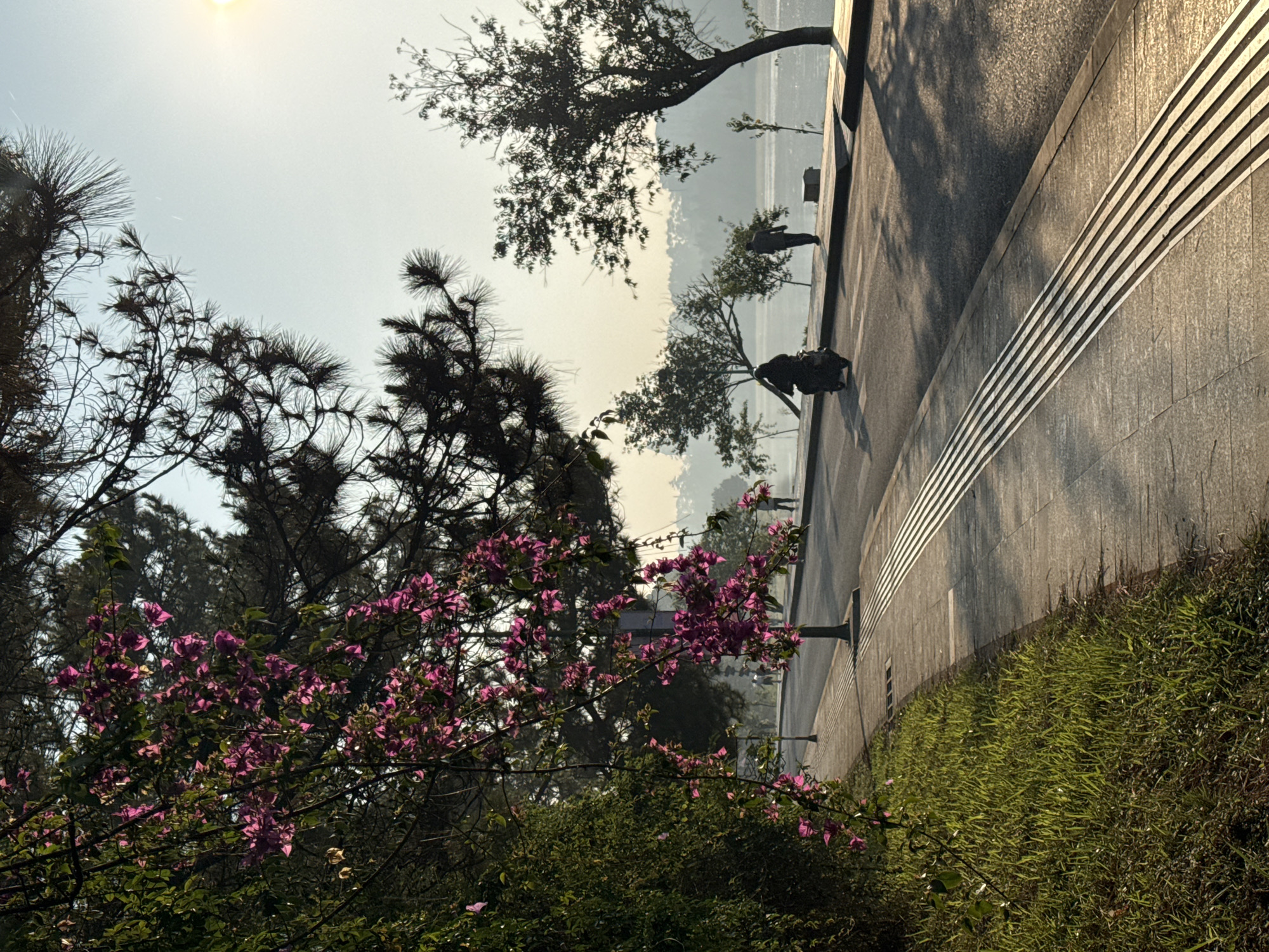 The image shows a park-like scene in Da Lat, Vietnam, during hazy sunshine. In the foreground, lush green foliage and a bougainvillea bush with pink flowers are prominent. Behind the flora, a concrete barrier with horizontal stripes borders a paved walkway. On the walkway, the silhouettes of several people are visible, suggesting they are walking or standing. Trees, some bare-branched, line the walkway, which appears to overlook a body of water or a distant landscape shrouded in mist. The sky is a pale blue, with the sun partially obscured by haze.