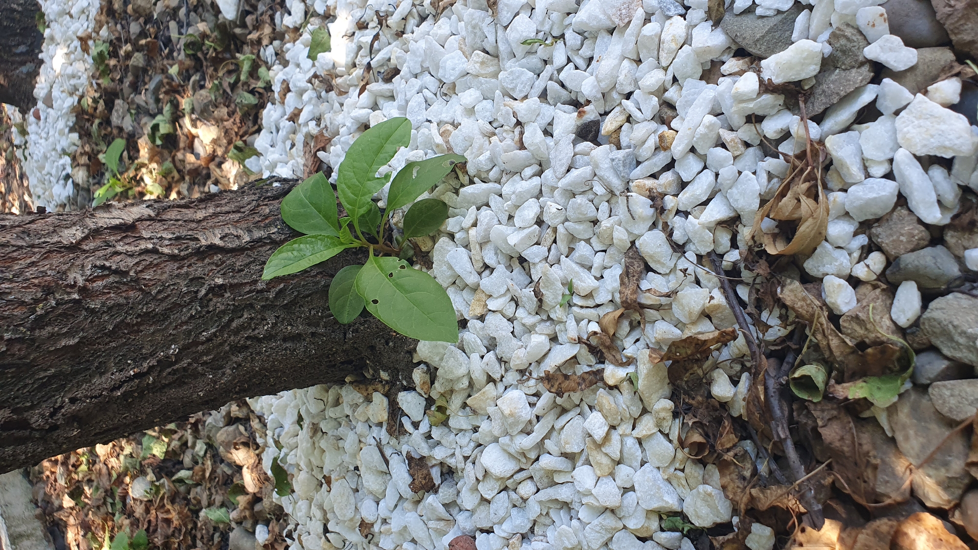 A close-up, vertical shot shows the base of a tree trunk surrounded by white gravel. A small plant with green leaves is growing from the ground near the trunk. The gravel is interspersed with dry leaves and twigs. The scene is outdoors, likely in a garden or park area. There are no people or animals visible in the image. The lighting suggests it is daytime, with some dappled sunlight. The location is identified as Ust-Labinsk, Russia.