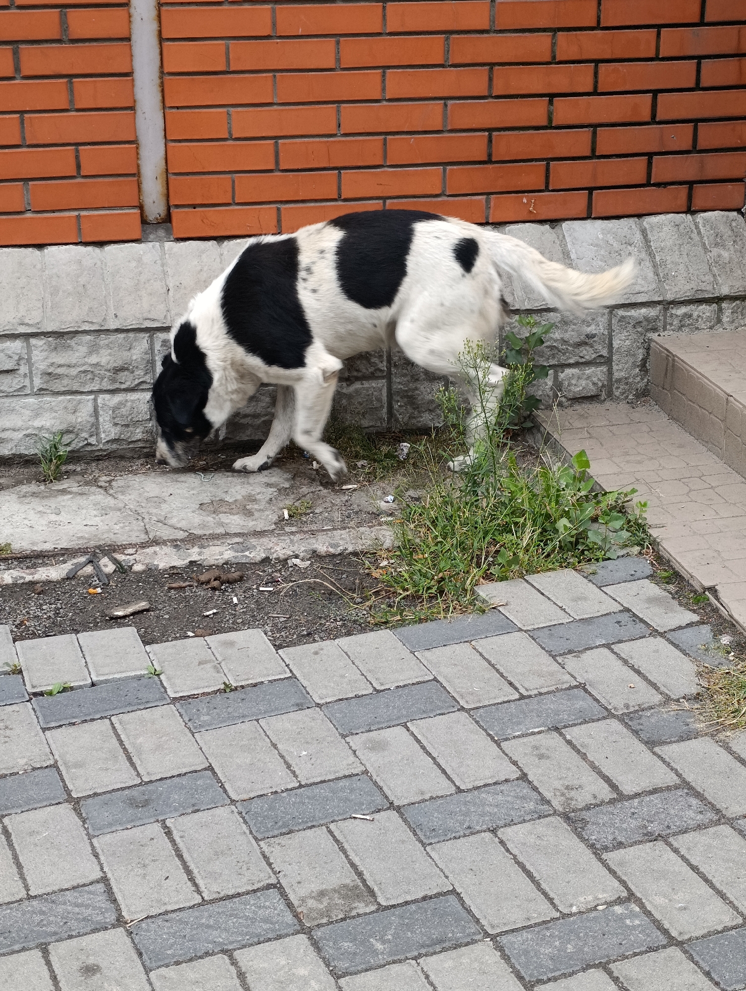A black and white medium-sized dog is foraging on the ground next to a brick wall and a paved walkway. The dog is bent over, with its nose to the ground, investigating something in the dirt. The environment appears to be an urban setting, possibly an alleyway or a side street, with visible debris on the ground, including cigarette butts and small pieces of wood. The brick wall is orange-red and appears to be part of a building's exterior. The walkway is made of interlocking grey and darker grey pavers. Green grass and weeds are growing in patches between the pavement and the wall. The image was taken in the city of Cherkasy, Ukraine.