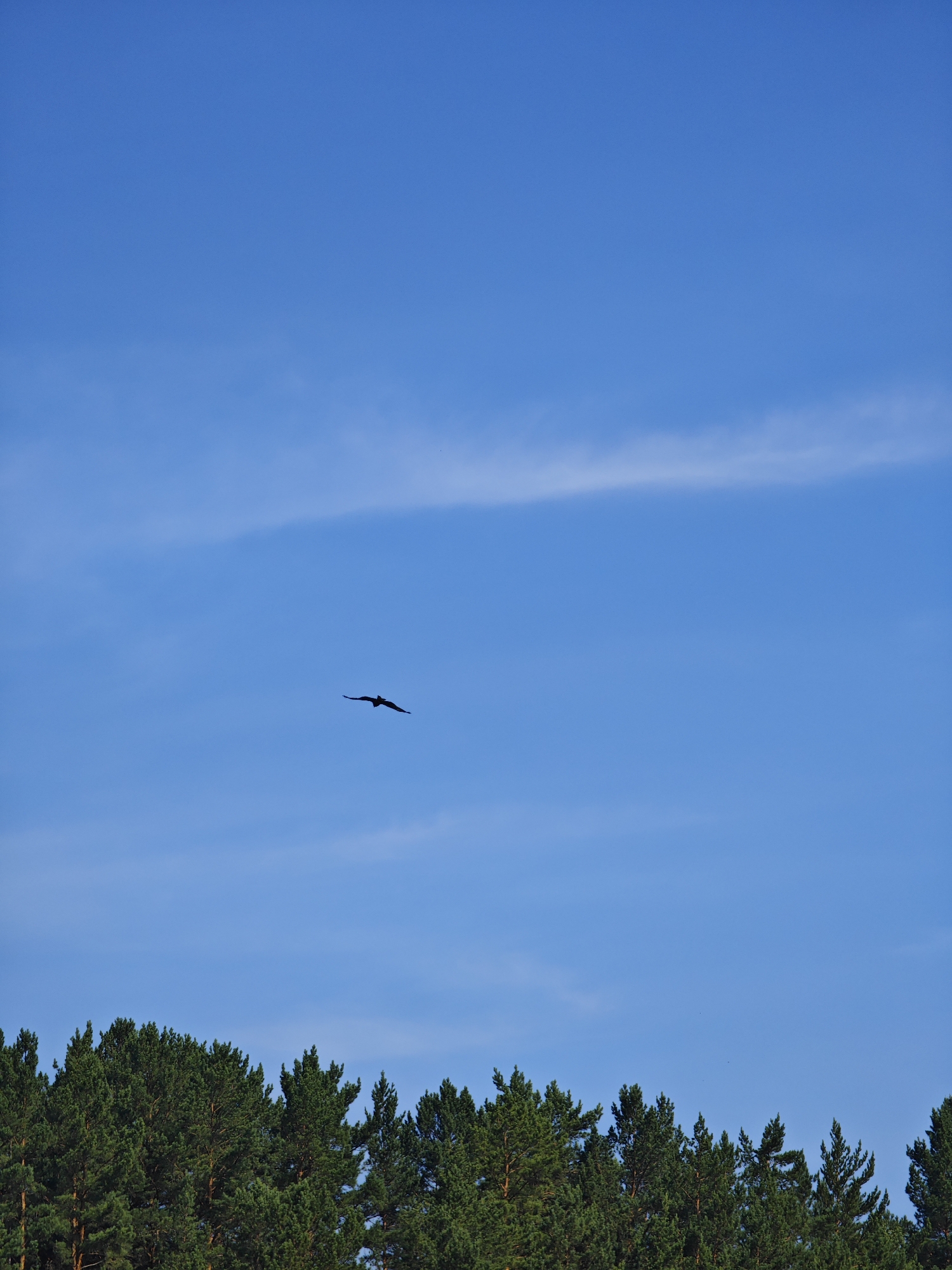The image captures a clear blue sky with a few wispy clouds above a dense line of evergreen trees, likely pine, forming the bottom edge of the frame. In the upper half of the sky, a dark silhouette of a bird in flight is visible, with its wings spread. The scene appears to be set in an outdoor environment, possibly a forest or park on the outskirts of Podporozh'e, Russia. The lighting suggests it is daytime, likely afternoon, given the bright sky and the shadows within the tree line. There are no people or any artificial structures depicted in the image.