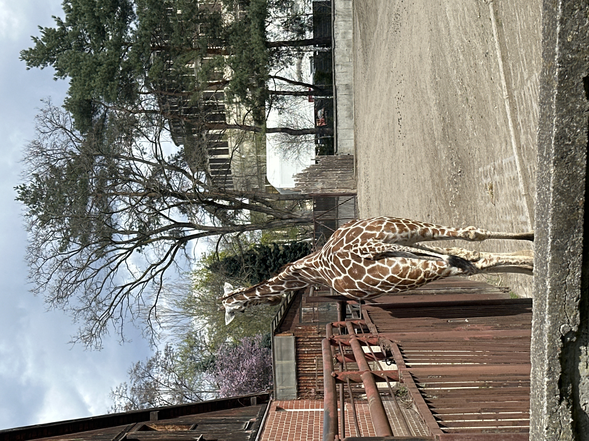 A giraffe is stretching its neck over a rusty metal fence in the Wrocław Zoo, Poland. In the background, there are trees, a building, and a concrete path. The sky is overcast. The image is oriented sideways.