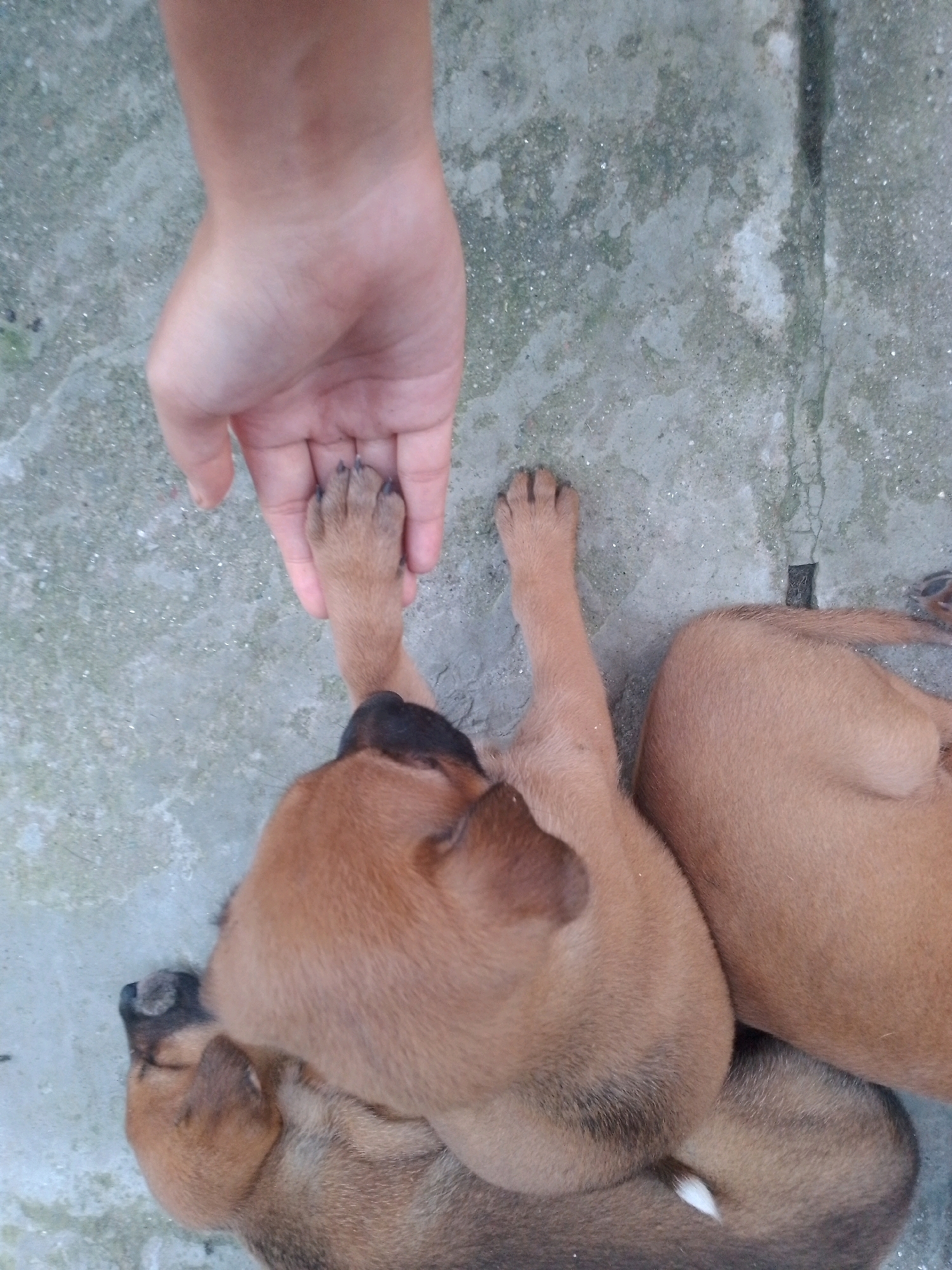 A human hand is positioned above and touching the paw of a light brown puppy. The puppy is lying down, with its body partly obscured by another puppy. The scene takes place on a concrete surface, which appears to be an outdoor area. The lighting suggests it is daytime. The image was taken in Siliguri, India.
