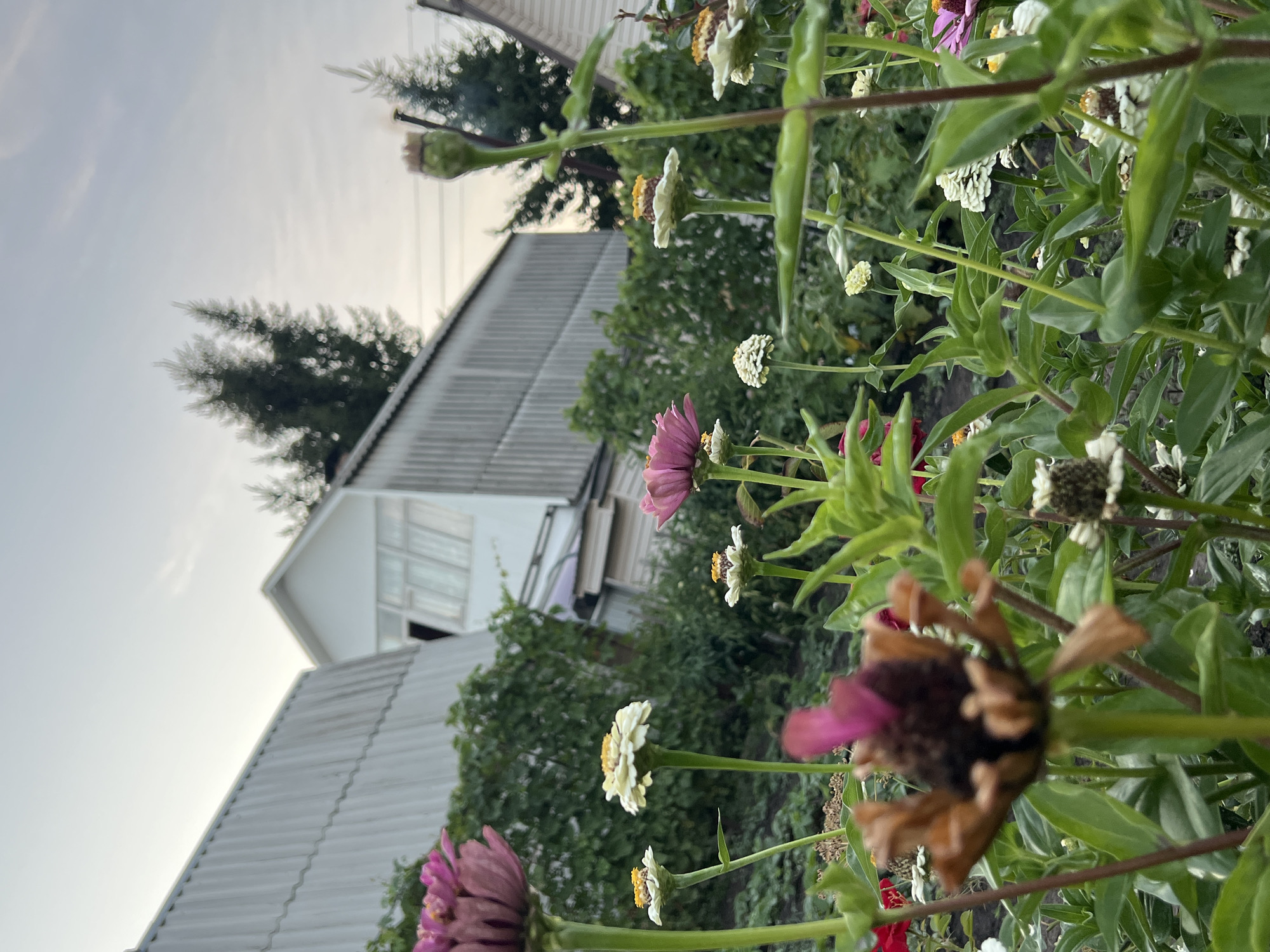 The image depicts a close-up view of a flower garden with a residential building in the background. The foreground is filled with various flowers, including zinnias, in different stages of bloom and with petals in shades of pink, white, and brown. Some flowers are in focus, while others are blurred due to the shallow depth of field. Green leaves and stems are prominent throughout the frame.
In the background, a two-story building with a corrugated metal roof and white siding is visible. The building appears to be a house or a similar structure. Trees, possibly fir trees, are scattered behind the building. The sky is overcast with a pale, grayish hue.
The scene is set in Lopatino, Russia. The overall impression is a peaceful, natural setting within a semi-urban or rural environment. There are no people or animals visible in the image, and no actions or interactions are taking place. The focus is on the botanical elements and the architectural structure behind them.