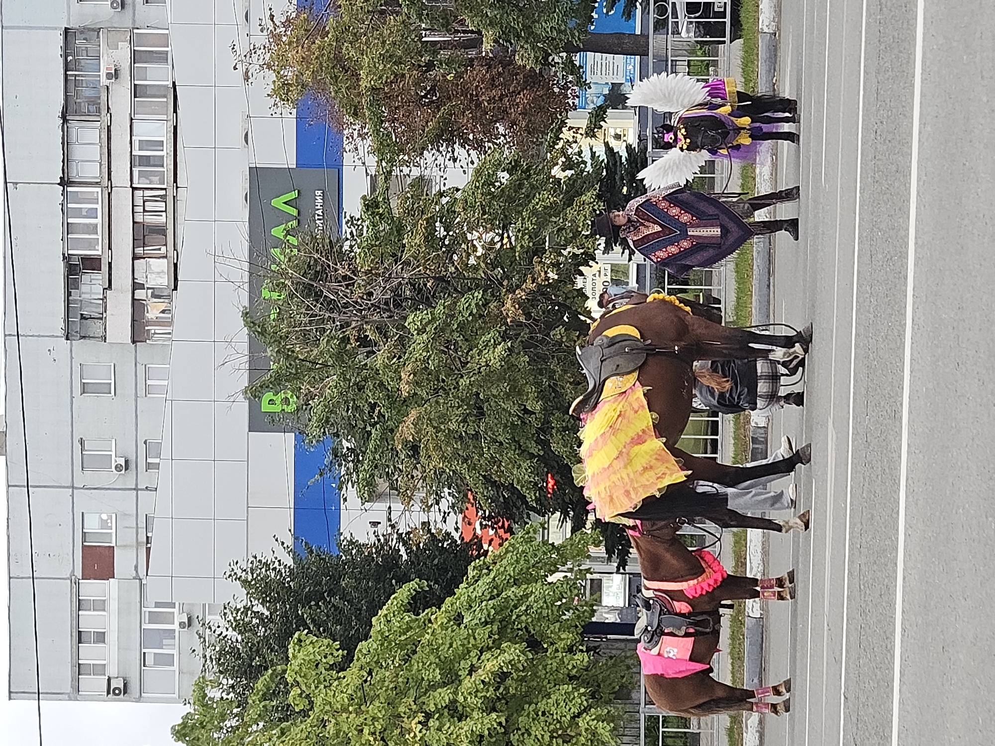 On a cloudy day in Ulyanovsk, Russia, near the building with the bright green "B" logo, two horses are adorned for a festive occasion. The larger horse on the right wears a decorative yellow and pink blanket, while a smaller horse on the left is outfitted in a pink harness and leg wraps. Standing between them, a person in a black hat and a colorful, fringed poncho holds the reins of the larger horse. To the right of the poncho-clad individual, a small, dark horse is dressed as a pony with white wings attached to its back and a purple skirt. The scene unfolds on a paved road with white lane markings, adjacent to a sidewalk and a grassy area, with trees and a multi-story building in the background.