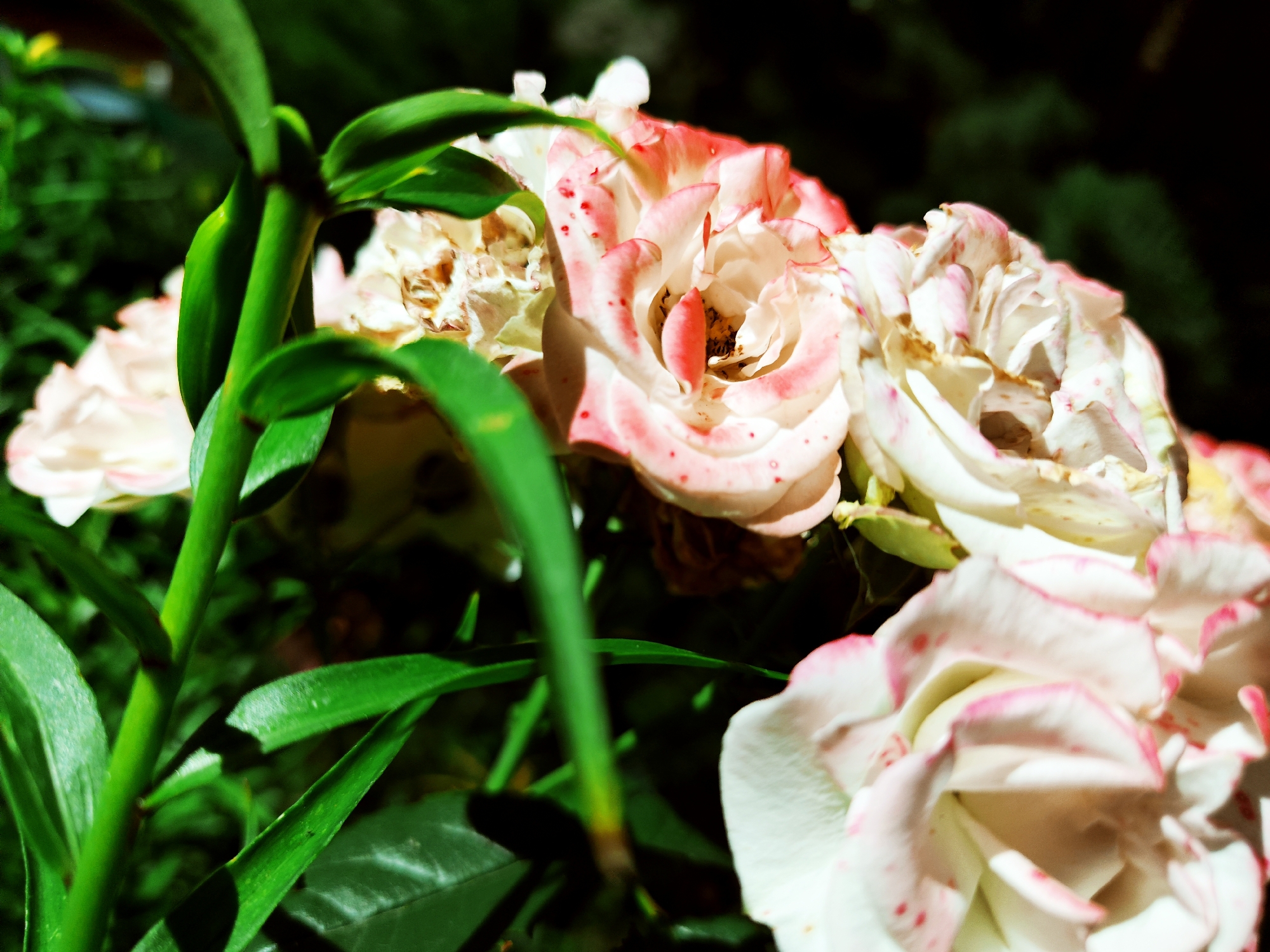 A close-up, high-angle shot shows a cluster of light pink and white roses with dark pink edges. The roses appear to be in a garden setting with lush green foliage in the foreground and background. The focus is on the delicate petals of the roses, some of which show signs of wilting or browning. Sunlight filters through the leaves, creating highlights and shadows on the flowers. The image was captured in Makiivka, Ukraine, on a bright, sunny day, likely during the blooming season of the roses. There are no people or animals visible in the frame. The overall impression is one of natural beauty and the ephemeral nature of flowers.