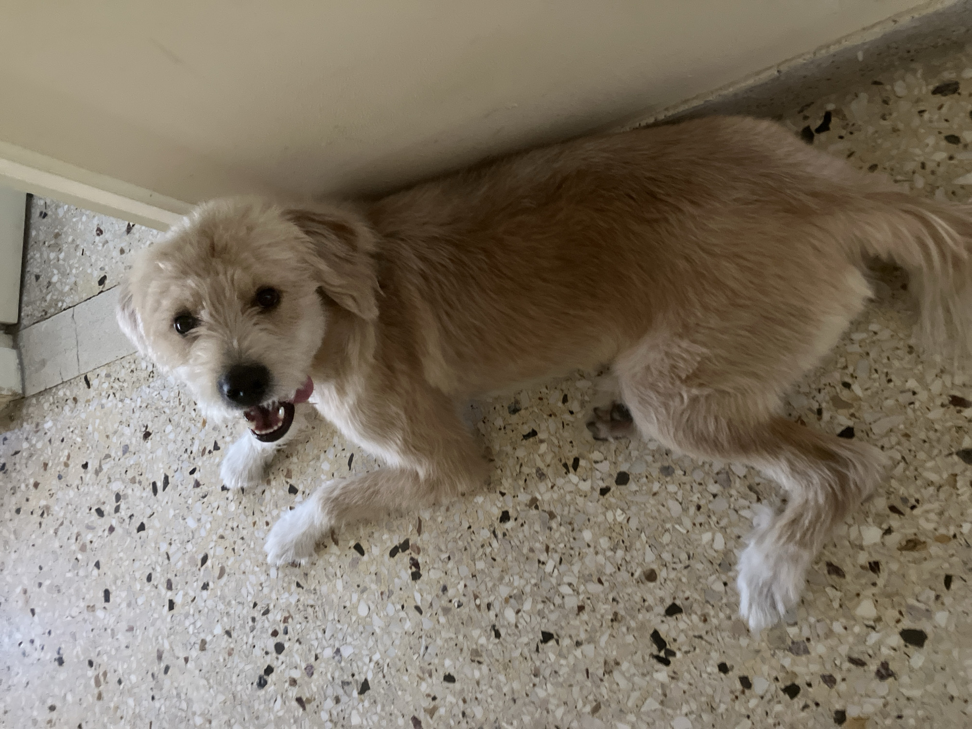 A light brown dog lies on a speckled terrazzo floor, resting its head against a cream-colored wall. The dog's mouth is open, showing its tongue and teeth. Its paws are splayed out on the floor. The floor is a mosaic of beige, white, and dark grey flecks. The scene appears to be indoors, with a sliver of a tiled wall visible in the upper left corner. The image is taken from a high angle, looking down at the dog. There is no specific indication of the location being in Paleo Faliro, Greece.