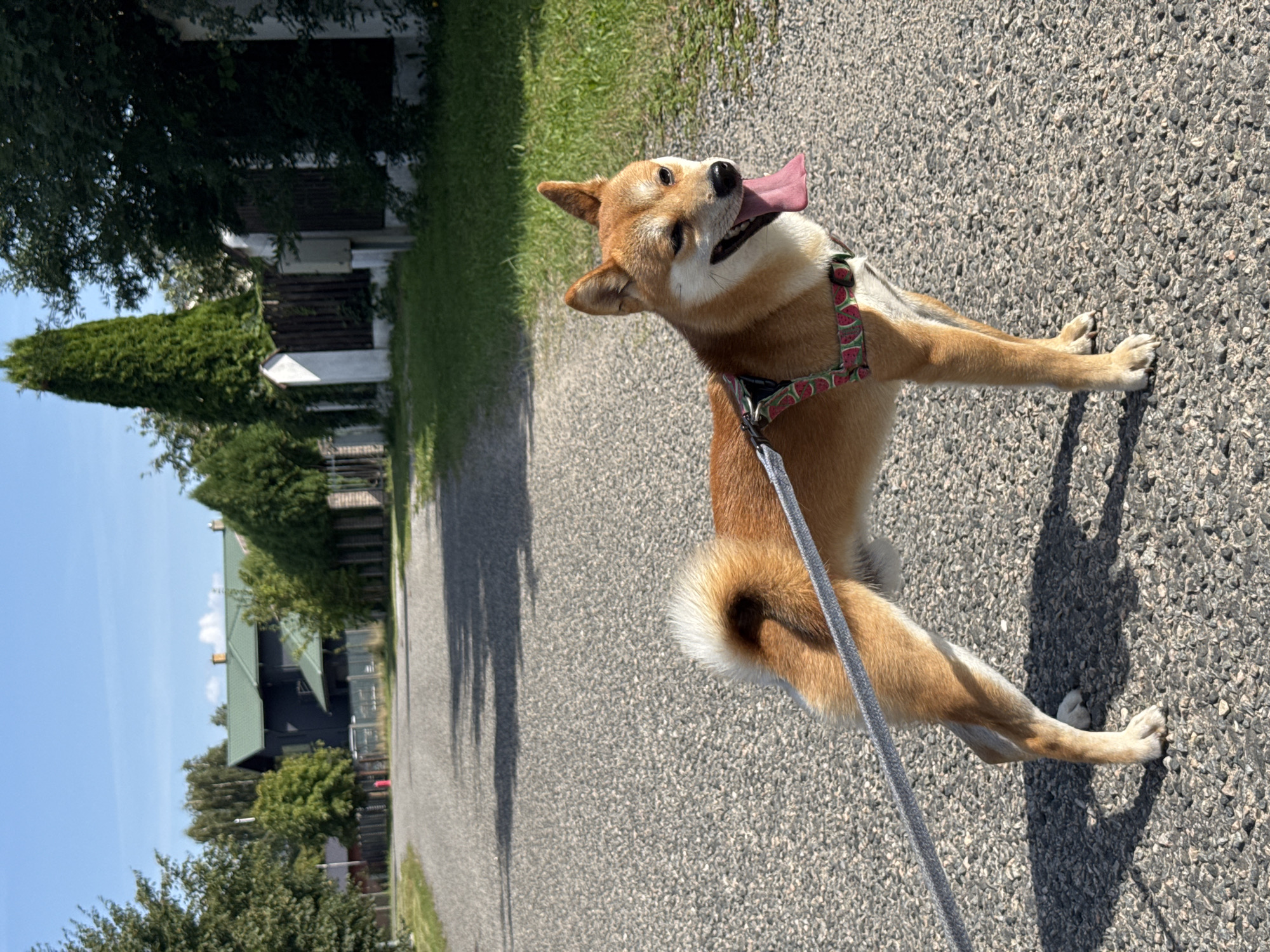 A Shiba Inu dog on a leash stands on an asphalt road in a suburban area. The dog is medium-sized with reddish-brown fur and a curled tail. It is wearing a harness with a watermelon pattern and its tongue is hanging out. The road is lined with grass and trees on either side. In the background, there are houses with green roofs and fences. The sky is blue with a few clouds. The scene appears to be a sunny day in Carnikava, Latvia.