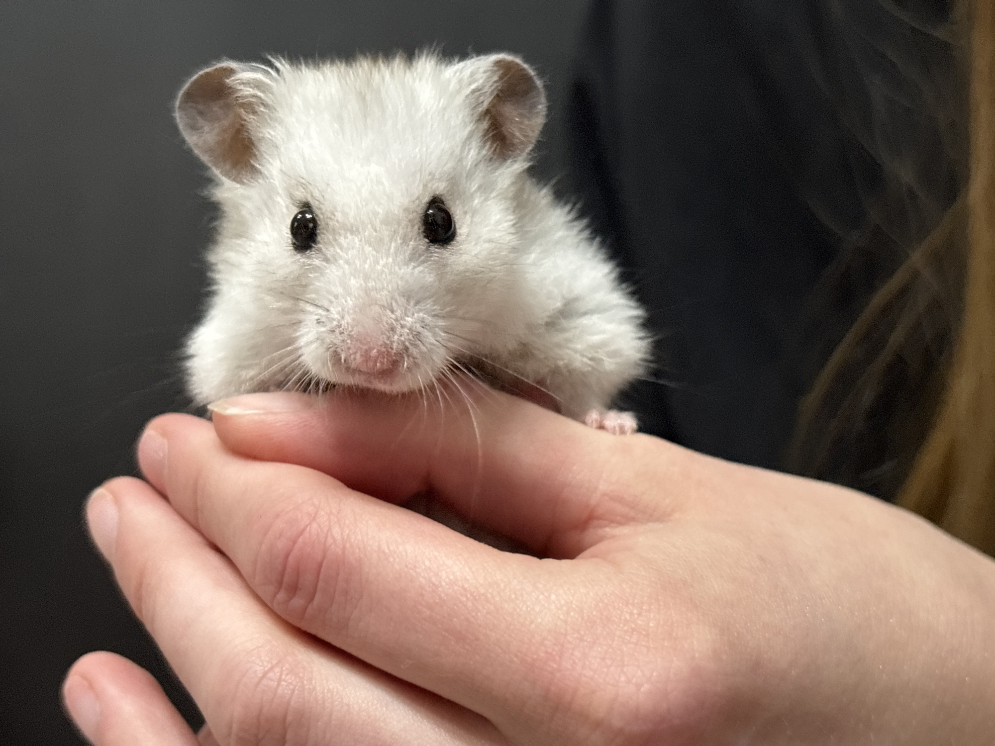 A close-up shot focuses on a fluffy, white hamster being held by a person's hands. The hamster is positioned in the center of the frame, with its small, dark eyes looking directly at the camera. Its fur is soft and white, with hints of light brown around its ears. The hamster's nose is pink, and its whiskers are visible. The person's hands are in the foreground, gently supporting the hamster. The skin tone of the hands is fair. The background is dark and out of focus, with a hint of brown hair visible on the right side of the frame. The lighting appears to be artificial, illuminating the hamster and hands clearly. There are no visible text elements in the image. The scene conveys a sense of gentleness and care.