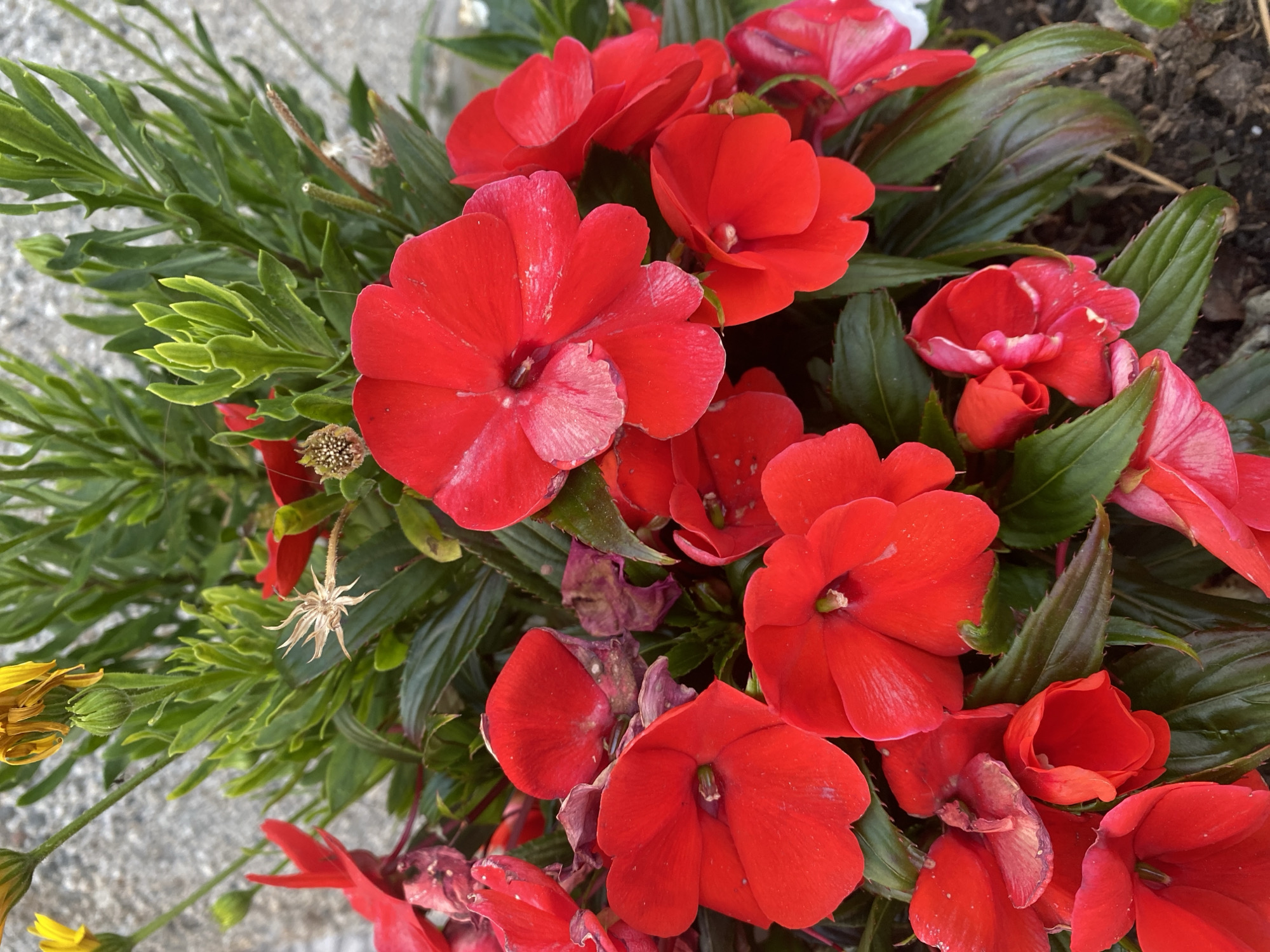 This is a close-up, high-angle shot of a cluster of vibrant red impatiens flowers. The flowers are in various stages of bloom, with some fully open and others still in bud. The petals are a bright, saturated red, with some showing subtle variations in hue and hints of lighter pink or white in their centers. Dark green leaves form a lush backdrop, providing a strong contrast to the vivid red of the blossoms. A few dried, brown seed heads are also visible, suggesting a natural, outdoor setting. The background is softly blurred, but appears to be a light-colored, gravelly surface, possibly a pathway or garden bed edge. There is also a glimpse of a yellow flower bud and stem on the far left, hinting at other plants in the vicinity. The overall impression is one of lush, abundant floral growth. The image appears to have been taken in natural daylight, likely outdoors, given the plant life and the texture of the background. There is no visible text. The location context is Šušanj, Montenegro.