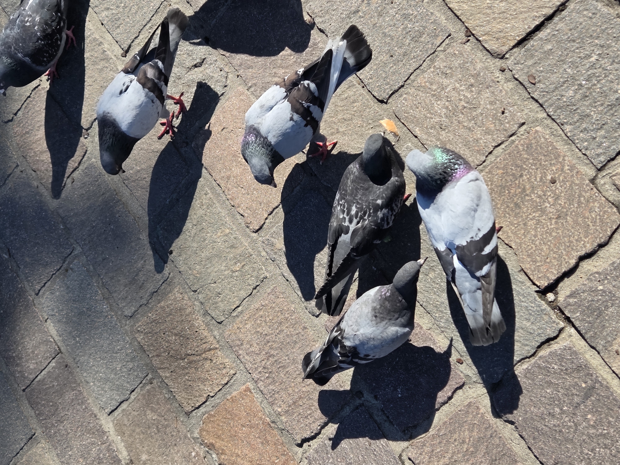 A group of five pigeons are gathered on a cobblestone sidewalk. The pigeons are predominantly grey and white, with some exhibiting darker grey or black markings. One pigeon in the foreground is looking down at a small piece of orange food. The scene appears to be in a public outdoor space, possibly a plaza or street, given the paving stones. The lighting suggests it is daytime, with shadows cast by the pigeons indicating a sunny environment. The cobblestones are arranged in a rectangular pattern. No people are visible in the frame. The image is taken from a high angle, looking down at the pigeons and the ground.