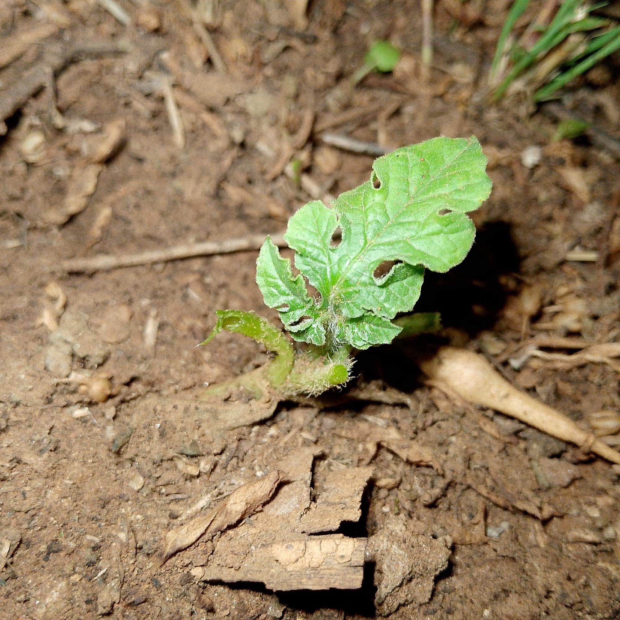 The image shows a small, green plant growing out of brown soil. The plant has several leaves, some of which have holes in them. The soil appears to be dry and contains small pieces of organic matter, such as twigs and leaves. A piece of bark is visible in the foreground. The image's location is given as Altagracia, Venezuela, but there are no elements in the photo to verify the location. There are no people visible in the image.