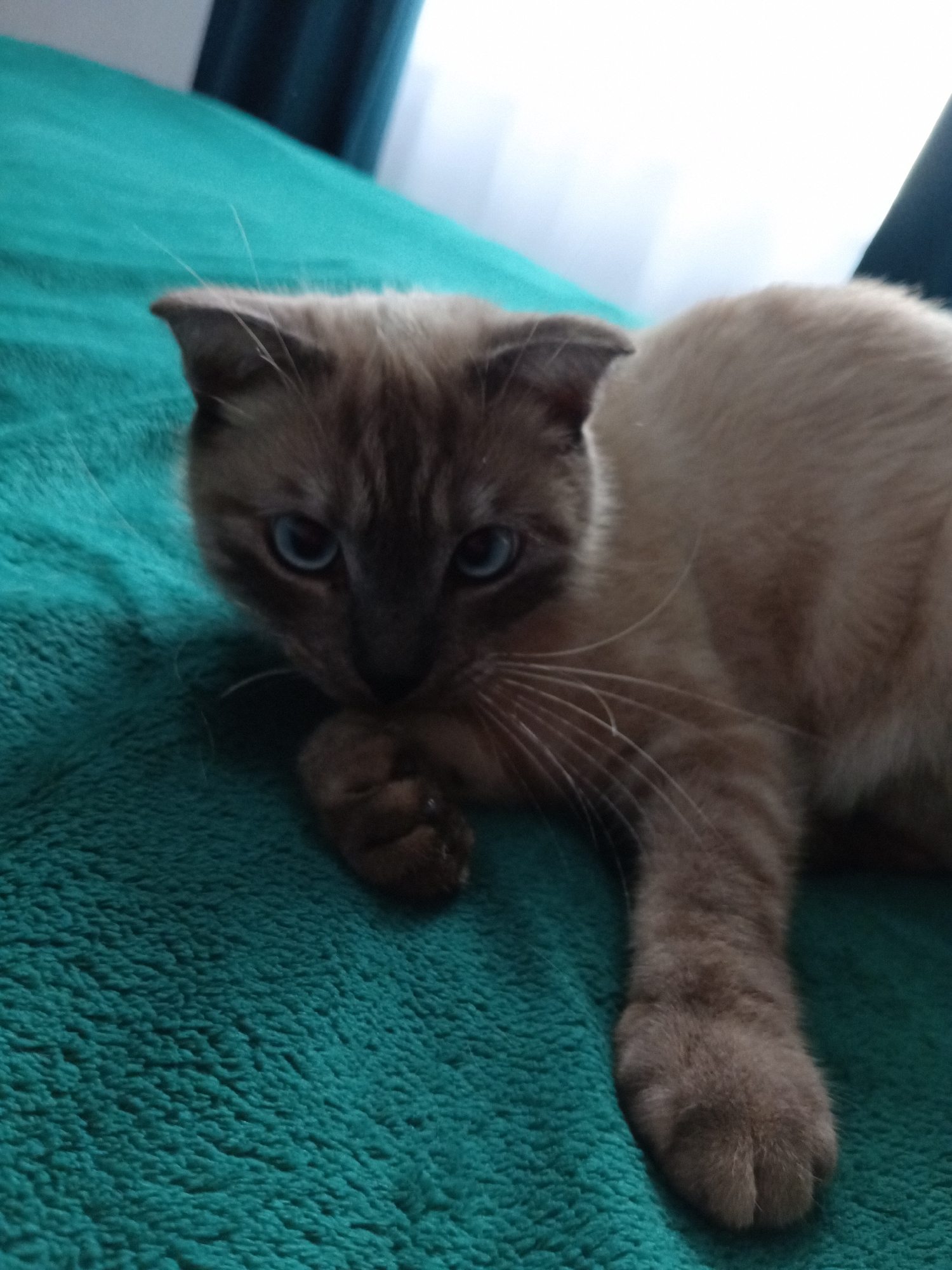 A light brown cat with blue eyes is lying on a green textured surface. The cat has its paws close to its face. The location of Фоки, Russia is not discernible in the image.