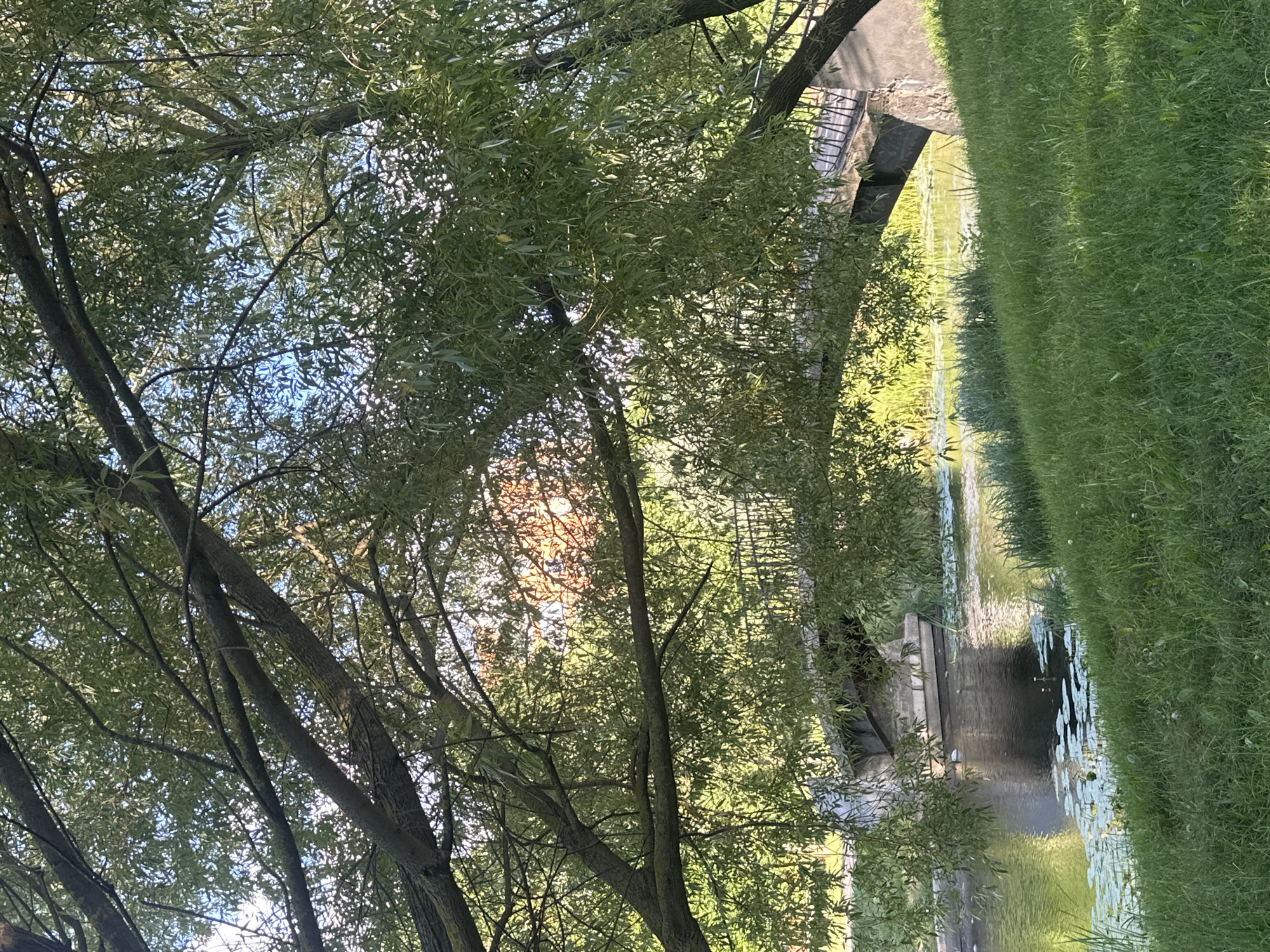 The image depicts a natural scene with a focus on a body of water flanked by lush green grass and overhanging trees. The trees, with their dense foliage and branches, create a canopy that filters the sunlight, casting dappled shadows. The water appears calm, reflecting the surrounding greenery and the sky. Lily pads are visible on the surface of the water, suggesting a tranquil, possibly pond-like environment. On the right side of the image, a neatly mown lawn runs along the edge of the water, indicating a park or garden setting. On the left, a section of a bridge or embankment is visible, constructed from stone or concrete, with some railing elements. The overall impression is one of a peaceful, natural setting, likely a park or recreational area, bathed in the warm light of what appears to be late afternoon or early evening, given the angle of the sun and the golden hues filtering through the leaves. The scene evokes a sense of serenity and natural beauty. The location is identified as Minsk, Belarus. There is no visible text in the image.
