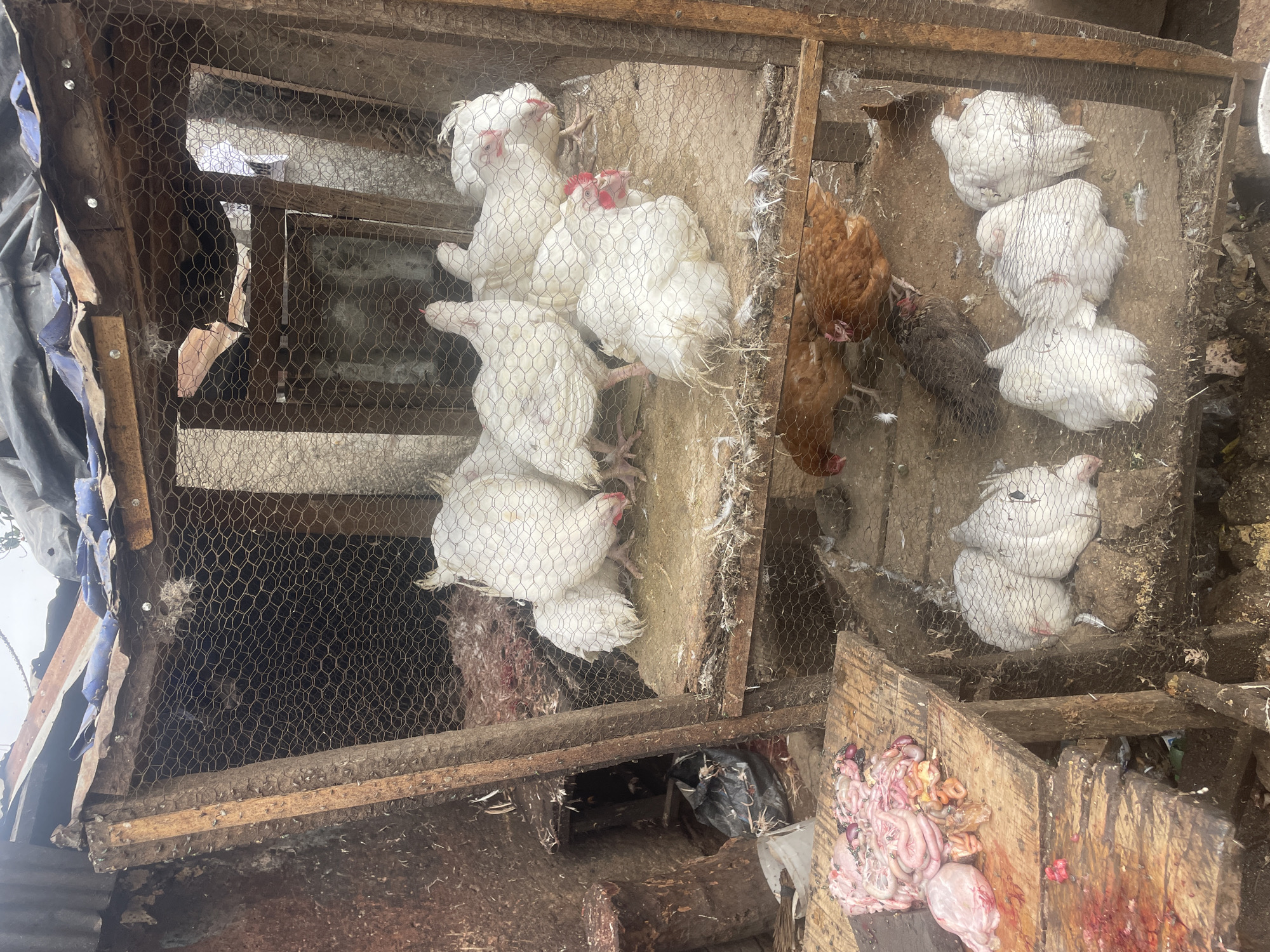 The image shows three chicken coops located in Jos, Nigeria. The coops are constructed of wood and wire mesh. The coop on the left contains multiple white chickens. The coop in the center contains multiple white chickens and two brown chickens. The coop on the right contains multiple white chickens. A pile of chicken entrails is located adjacent to the coops. The environment appears to be outdoors, with a tarp visible in the upper left.