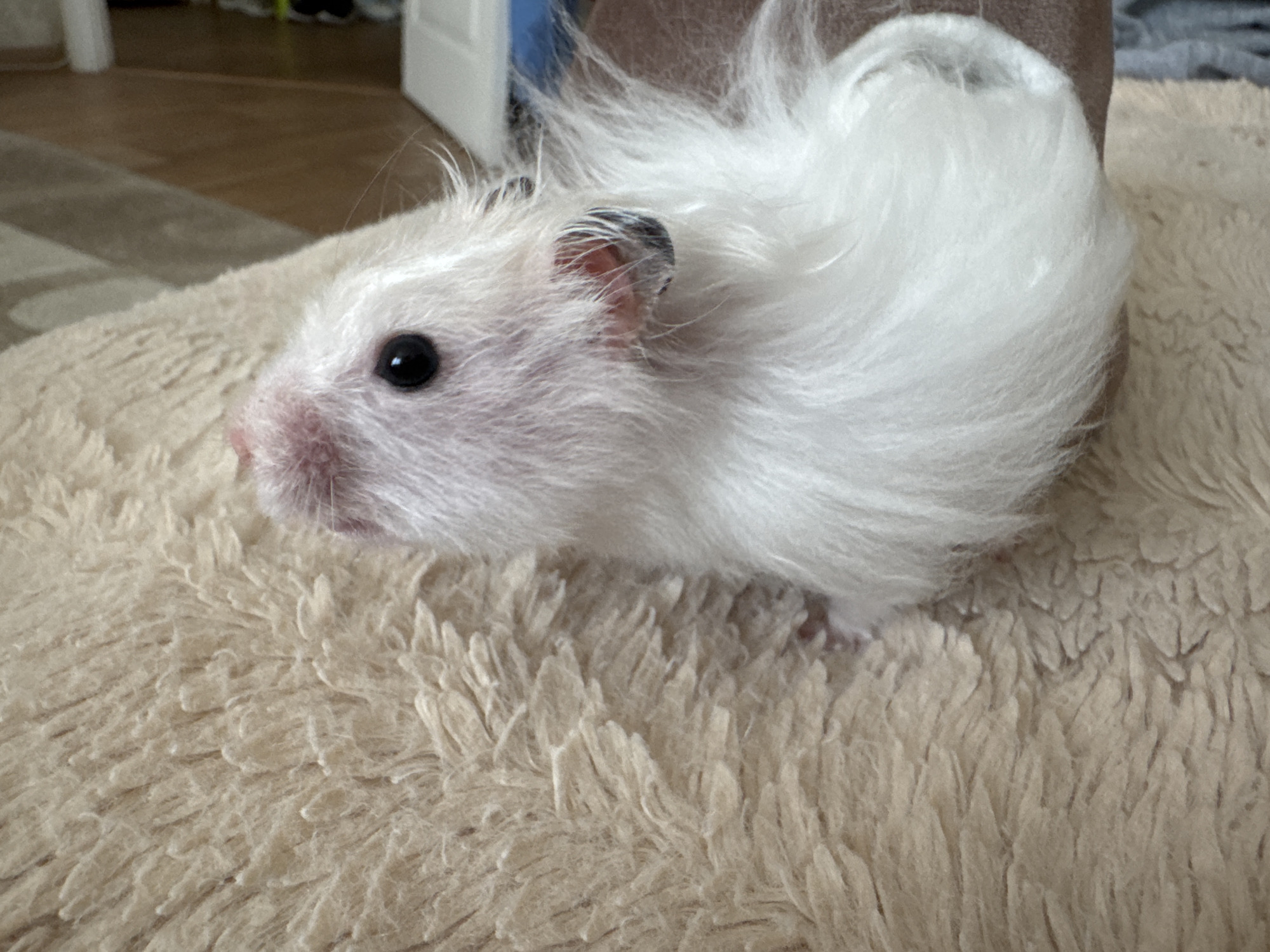 A fluffy white hamster with black-tipped ears and a pink nose is resting on a cream-colored fuzzy blanket. The hamster is positioned on the left side of the frame, facing left. Its dark eye is clearly visible. The background shows a blurred indoor environment with wooden flooring and a doorway. The scene is lit by natural light, creating soft shadows. There is no information in the image to determine its location in Solikamsk, Russia.