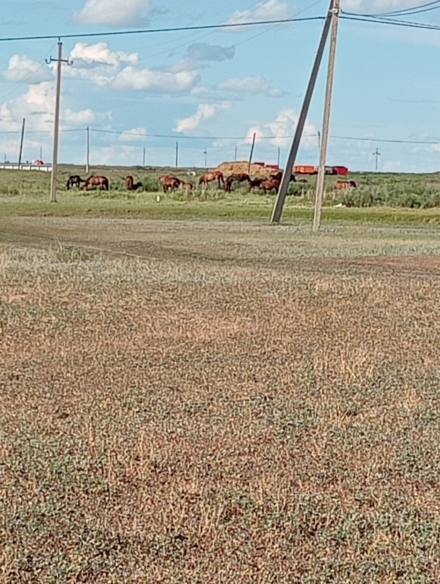 In an outdoor, rural scene under a partly cloudy sky, a herd of horses grazes in a field. The horses are predominantly brown and dark brown, scattered across the green pasture. In the background, several industrial structures are visible, including what appear to be orange shipping containers and a large pile of brown material, possibly hay or dirt. Two wooden utility poles with wires stretched between them stand prominently in the foreground and middle ground, one angled significantly. The foreground is dominated by dry, grassy vegetation. The overall impression is of a working farm or ranch.