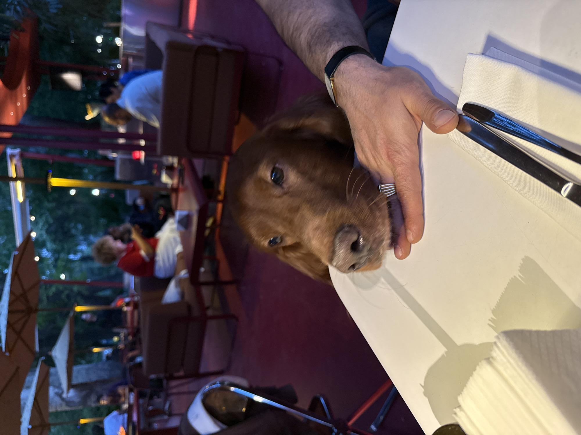 Here is a detailed description of the image:
The photograph was taken outdoors, likely at a restaurant in Yerevan, Armenia. The environment appears to be an open-air dining area with multiple tables and patrons.
In the foreground, a light brown dog (possibly a retriever breed) has its head resting on the edge of a white table. A person's hand, adorned with a ring and a watch, is positioned on the table next to the dog's head. There are silverware and a stack of white napkins on the table.
In the blurred background, other people are seated at tables, and red outdoor umbrellas and overhead structures are visible. The ambient lighting suggests it is either late afternoon or early evening.