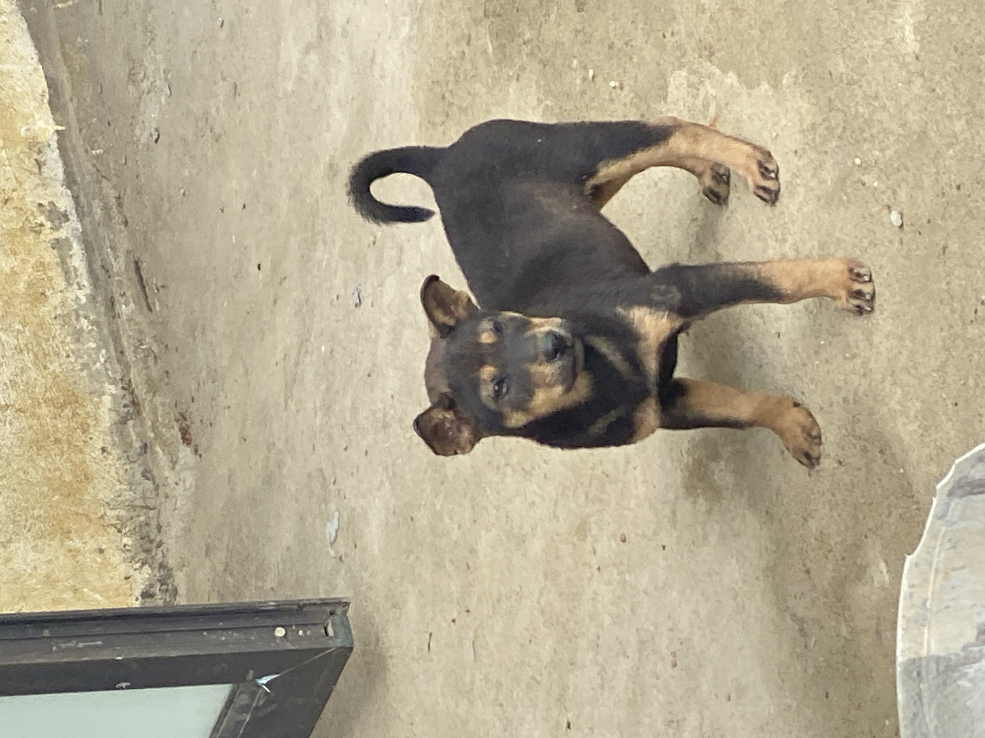The scene depicts a juvenile dog, consistent with a mixed breed, standing on a light beige concrete or packed earth surface in Mù Cang Chải, Vietnam. The dog's coat is predominantly black with distinct tan markings on its muzzle, inner ears, chest, and the distal sections of all four limbs. Its ears are partially erect and slightly folded laterally. The tail is curved dorsally in a tight arc over its back. The animal is positioned with its body facing obliquely to the viewer's left, while its head is turned towards the viewer's right, exhibiting a direct gaze. The ground surface shows minor irregularities and scattered small debris. The background consists of a textured, light brown wall, consistent with stucco or concrete, displaying evidence of discoloration and degradation along its lower section. A dark, vertical metallic structural element, likely a door or window frame, is partially visible on the far left. In the lower left foreground, a section of a light-colored, possibly galvanized metal or plastic, container is present. The lighting suggests natural daylight.