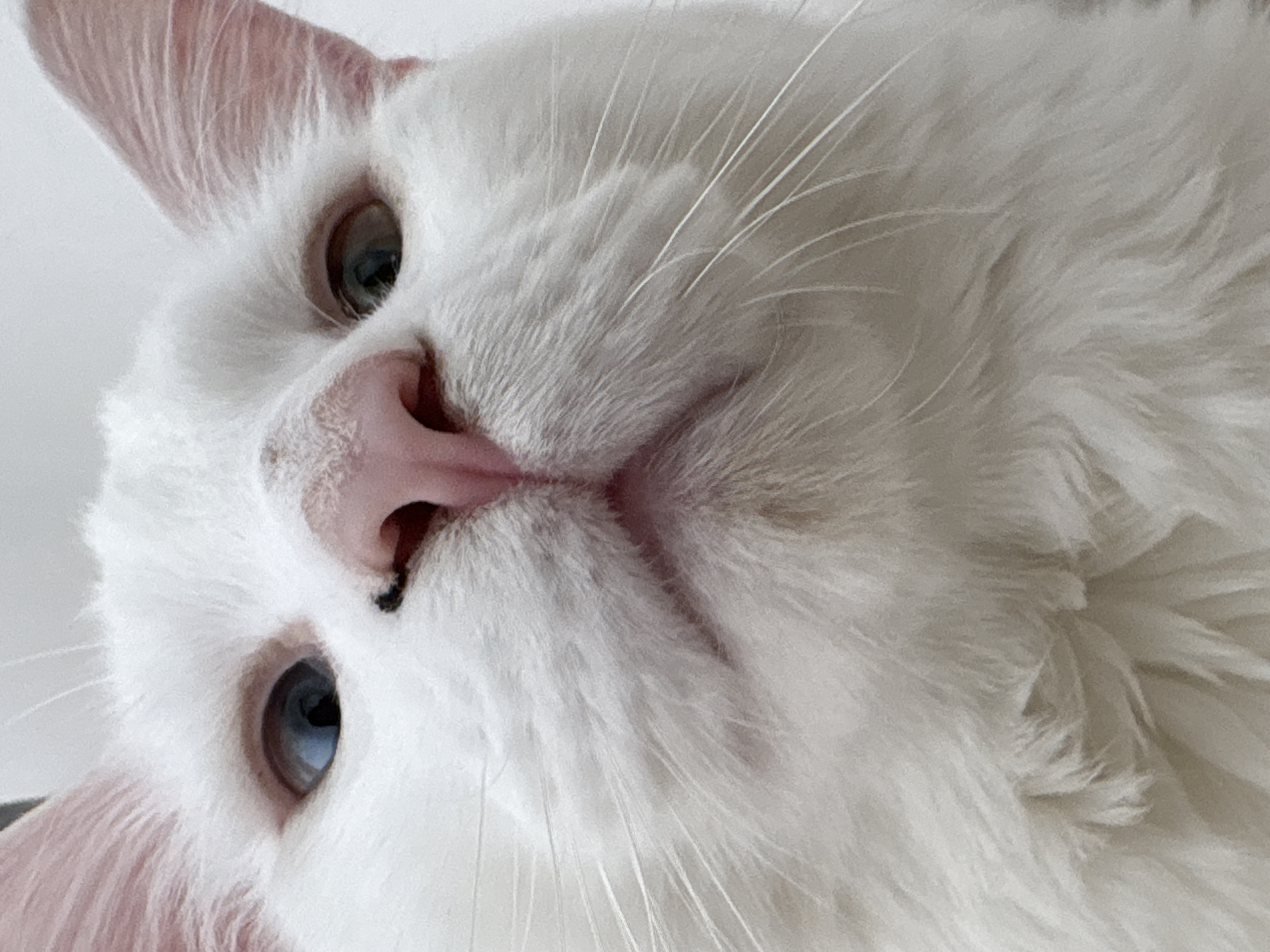 A close-up shot of a white cat's face is presented at an odd angle. The cat has blue eyes, a pink nose, and long white whiskers. The background is indistinct. The image does not contain any indication that it was taken in Ембаево, Russia.