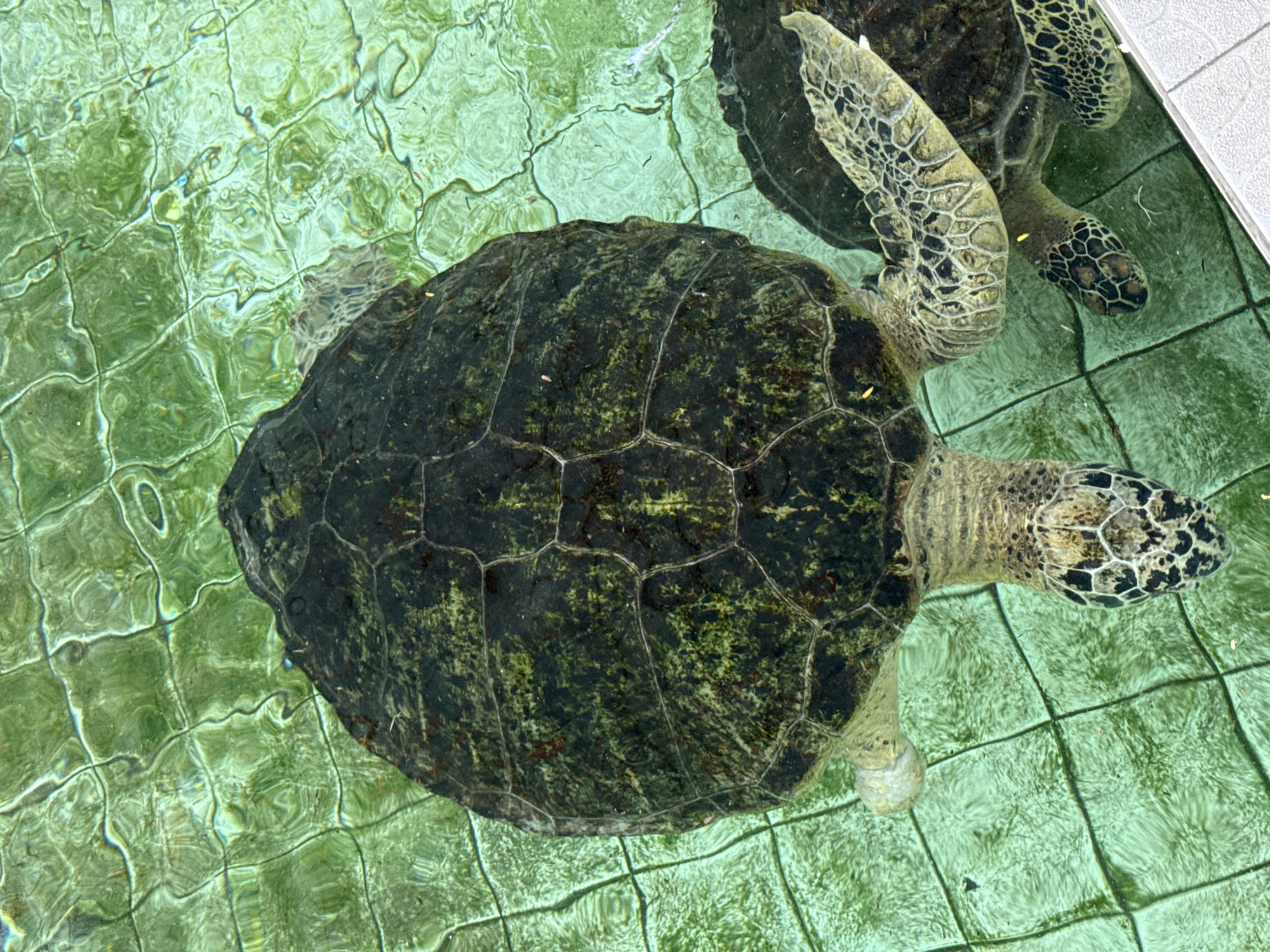 Two sea turtles swim in a tiled pool in Denpasar, Indonesia. The water is clear and green-tinted, reflecting the pool's tiles. The larger turtle dominates the frame with its dark, mottled shell. A second turtle is partially visible in the upper right. The pool is rectangular, with white tiles along the edge.