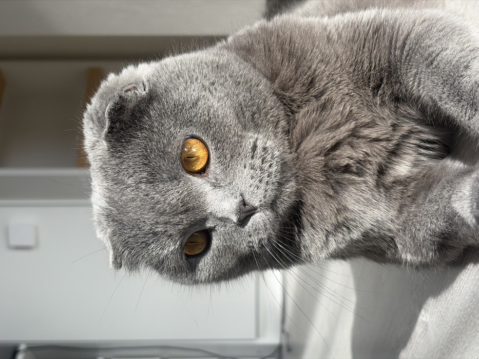 The scene depicts a domestic Scottish Fold cat, characterized by its solid blue-grey fur and distinctly folded ears. The cat's striking amber-gold eyes, with vertically slit pupils, are prominently featured, reflecting the ambient light. It is positioned in a seated or reclining posture, facing slightly left of the camera, with its gaze directed forward. Strong, directional sunlight illuminates the right side of the cat's face and body, casting sharp shadows on the light-colored floor, which appears to be wood or laminate. The background is an out-of-focus indoor environment, consisting of light-colored walls; a rectangular light switch or outlet is faintly visible on the upper left wall, and a blurred vertical architectural feature or furniture element is present on the upper right. No human figures or direct interactions are visible. The observed environment is consistent with an interior residential space located in the city of Saint Petersburg, Russia.
