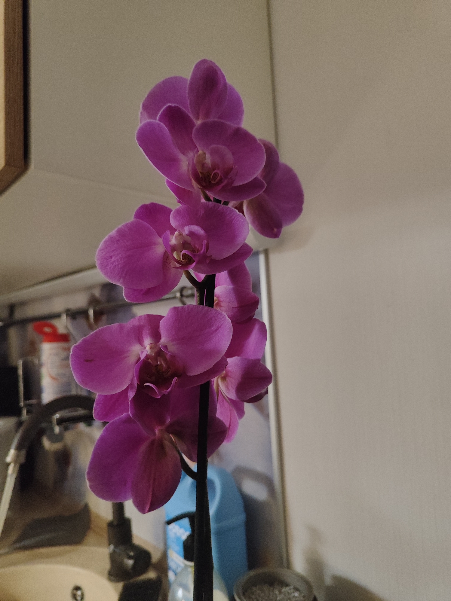 A close-up shot depicts a purple orchid, in full bloom. The orchid is placed in a bathroom setting, adjacent to a sink with a faucet, a blue cleaning container, and various cleaning products. The backdrop is composed of a light gray wall and a white door.