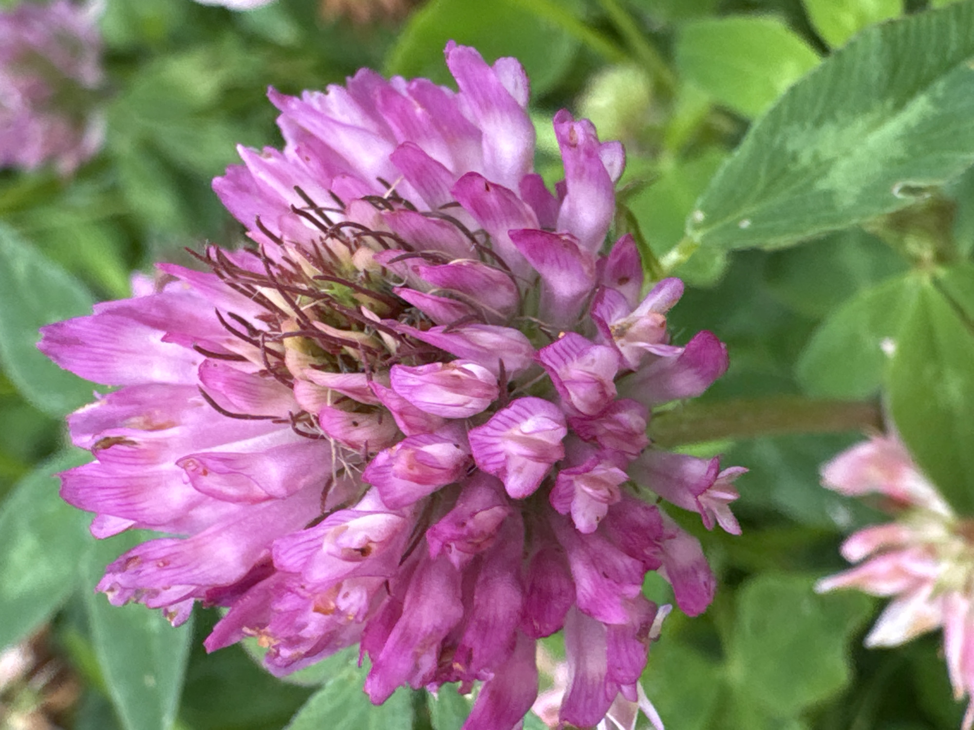 A close-up, high-angle photograph captures a bright pink, clover-like flower in sharp focus against a blurred background of green foliage. The flower's petals are elongated and slightly curled, with darker pink veins visible. Several thin, brown stamens emerge from the center of the bloom. The lower portion of the image shows another unfocused pink flower. The environment appears to be a natural outdoor setting. There is no visible indication of Mars, Russia.