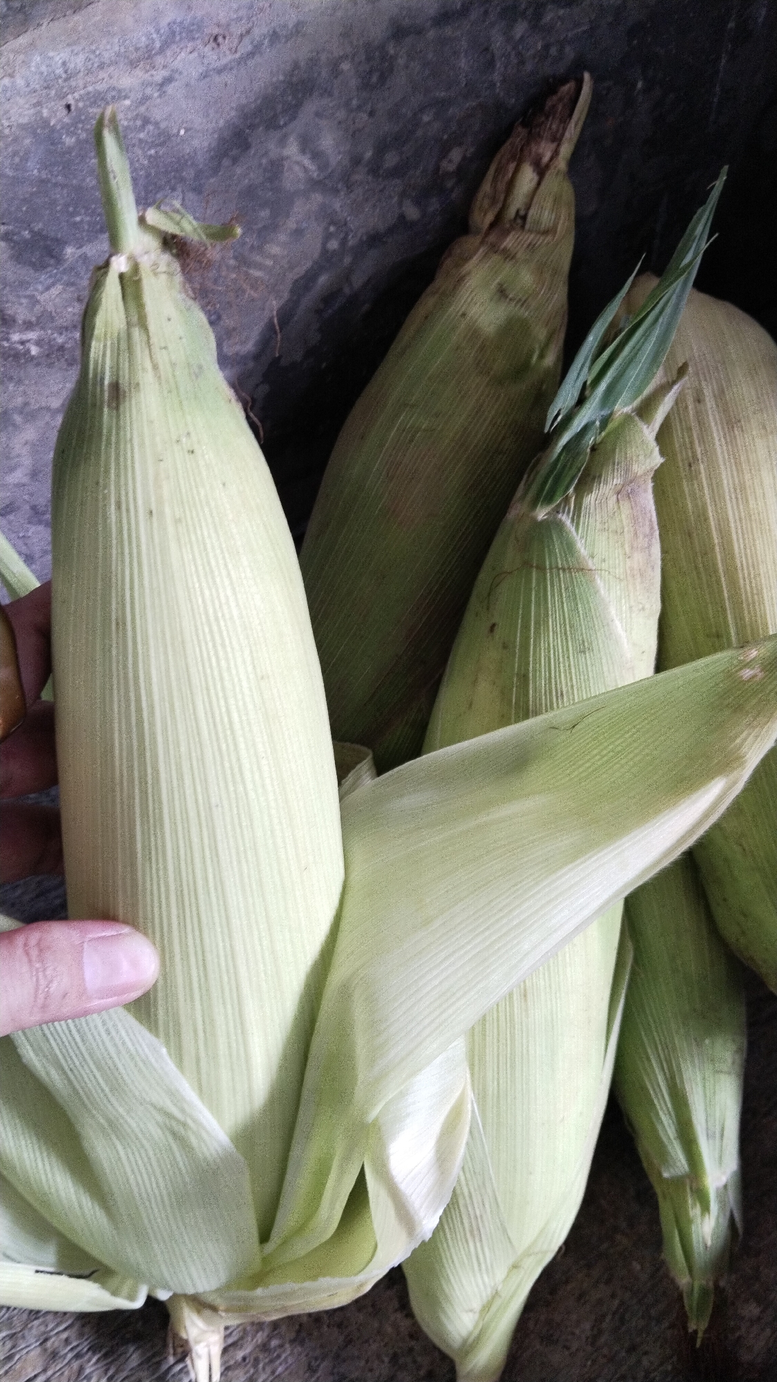 A close-up, overhead shot shows several ears of corn with their husks still on, arranged on a dark, rough surface. The corn husks are pale green and fibrous, with some lighter, almost white, sections. One ear of corn, in the foreground and to the left, is partially held by a person's hand, with their thumb and index finger visible. The background appears to be a textured, dark gray surface, possibly concrete or stone, and shows some lighter speckles. The lighting creates shadows and highlights, emphasizing the texture of the corn husks. The scene is located in Margatunggal, Indonesia.