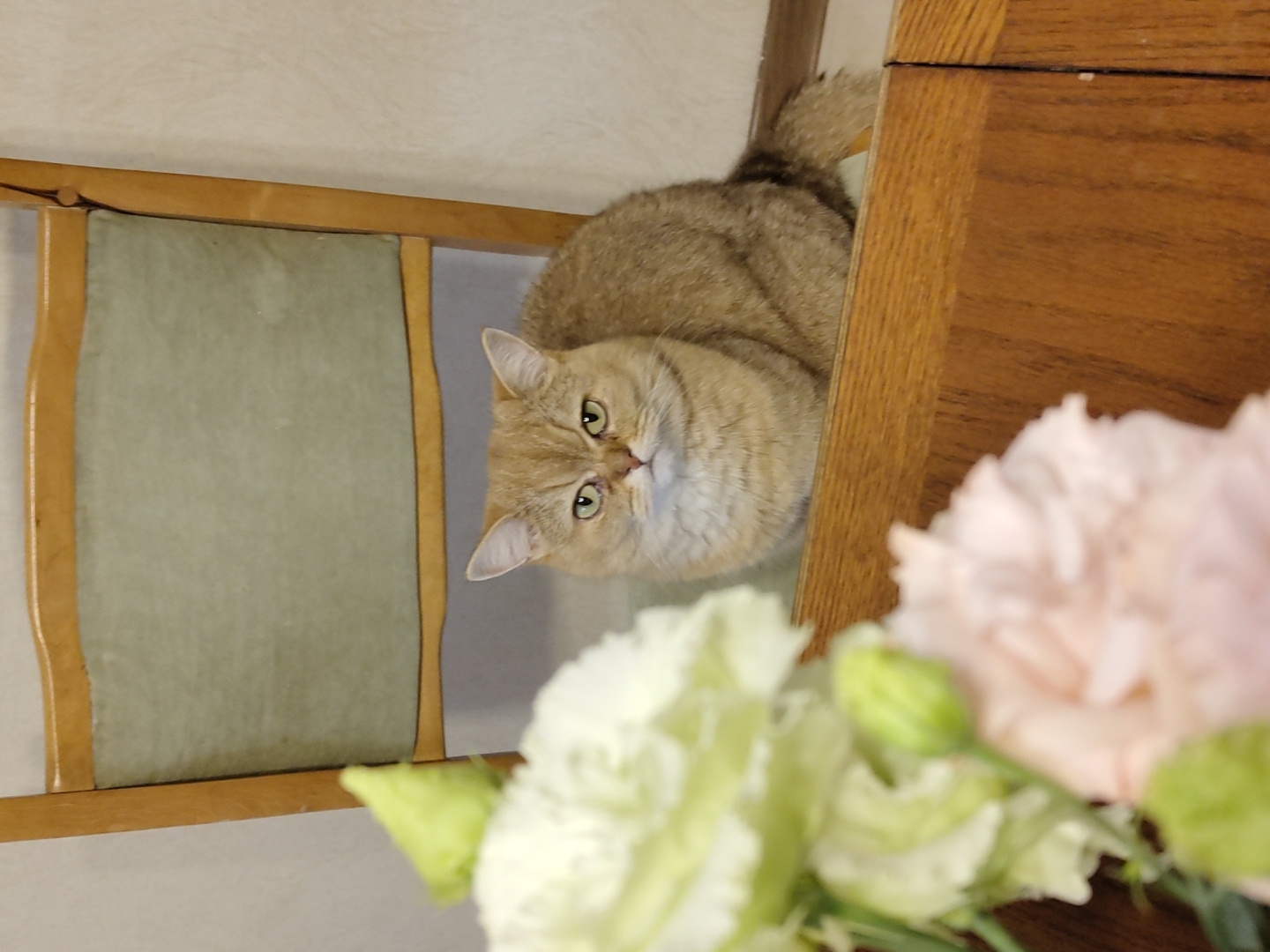A ginger cat sits on a wooden surface in front of a chair with a light green upholstered back. In the foreground, out of focus, are several light-colored flowers. The image appears to be taken indoors. The specific location in the city of Krasnodar, Russia, cannot be determined from the visual information provided.