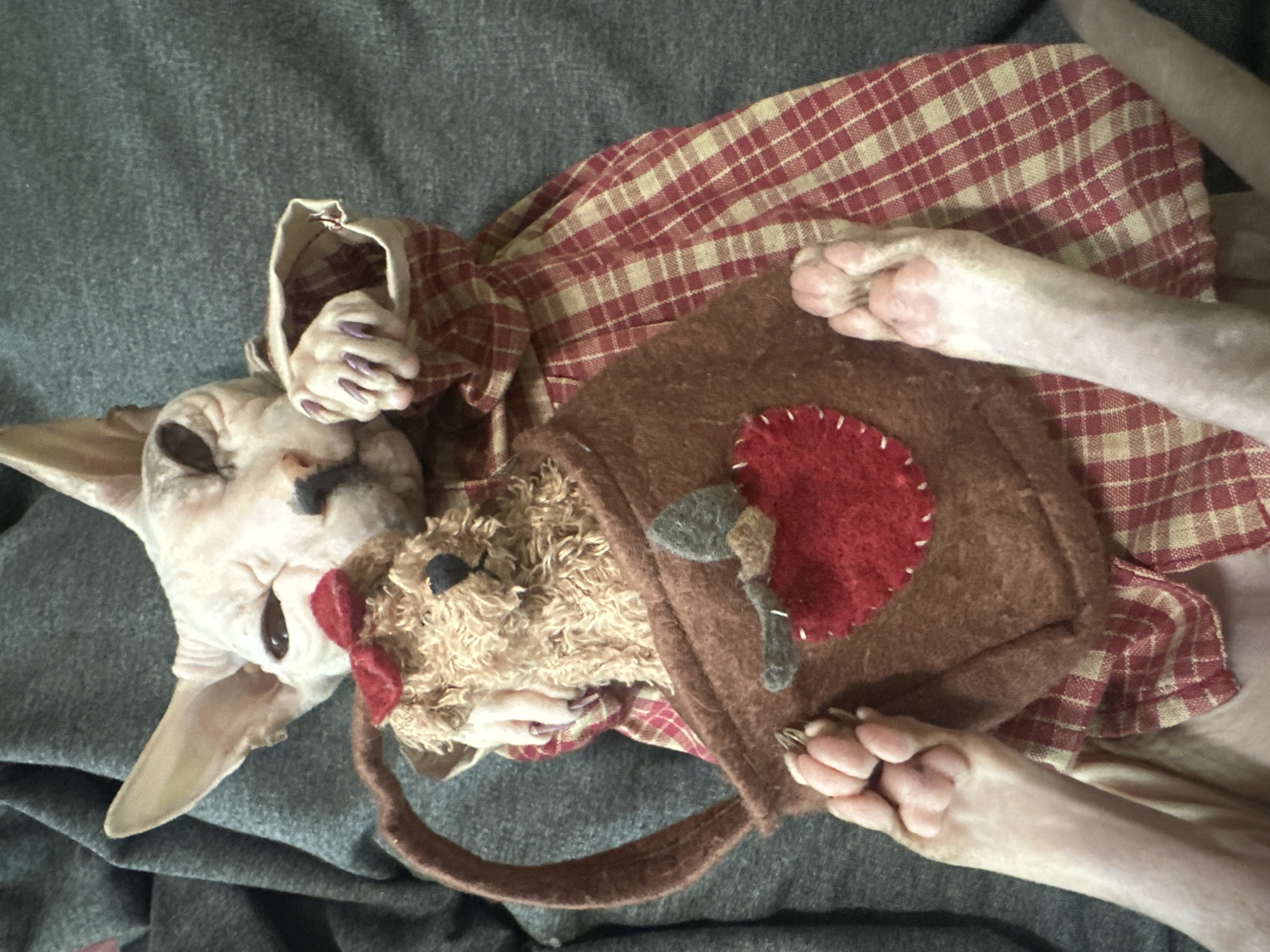 An overhead shot shows a light-skinned Sphynx cat lying on a grey blanket. The cat is wearing a red and beige checkered dress. It is holding a stuffed dog with a red bow in its arms, and the dog is partially inside a brown felt bag that has a red apple applique. The cat's paws are visible, and it appears to be sleeping or resting. There is no indication of the location in Togliatti, Russia, or any other specific location.