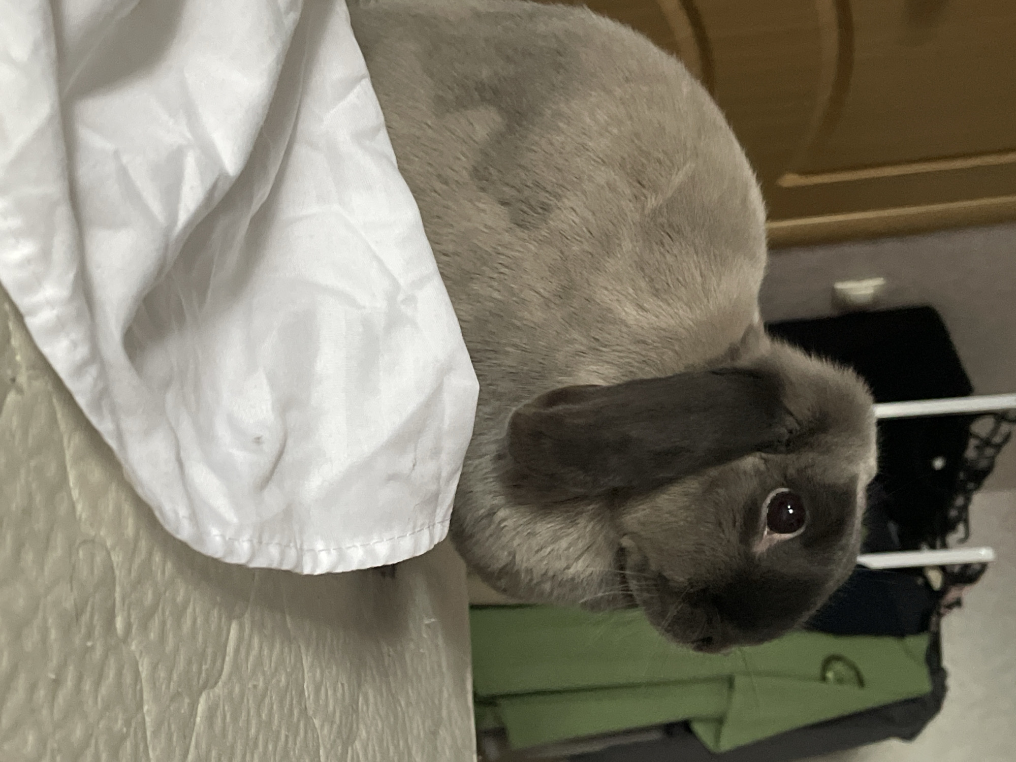 An indoor scene, likely in a residence in the city of Votkinsk, Russia, features a lop-eared rabbit seated on a light beige quilted surface. The rabbit, predominantly light gray-brown with darker gray-brown fur on its face and ears, is oriented towards the right, displaying its left profile. Its reddish-brown eye, with a discernible specular highlight, gazes slightly upwards and to the right. A crumpled white sheet or fabric occupies the foreground, partially obscuring the rabbit's lower body. To the left in the background, a light brown wooden door with paneling is visible. The background on the right reveals a clothing rack holding several garments, including a distinct green t-shirt, alongside darker clothing and a white vertical support pole.