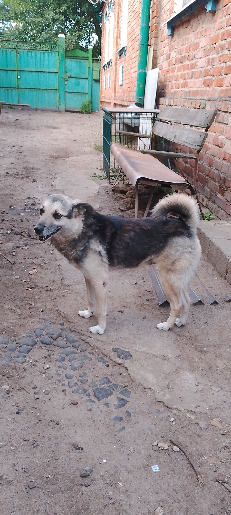 A medium-sized dog with gray and tan fur stands in a dirt and gravel courtyard. The dog is facing left, with its mouth slightly open and its tongue visible. The dog's tail is bushy and curled over its back. The background shows a red brick building with a green drainpipe and a green metal gate. A wooden bench is visible in front of the building. The ground is uneven, with patches of cobblestones and loose dirt. The overall scene appears to be in a rural or semi-rural setting within the city of Belgorod, Russia.