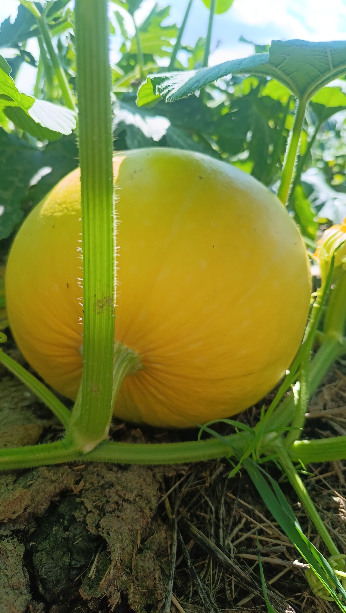 A bright yellow, round pumpkin sits on the ground surrounded by its green, fuzzy vine and leaves. The pumpkin is partially obscured by the thick, ridged stem of the vine in the foreground. The ground is covered with dry straw and dark soil. In the background, lush green leaves and a bright blue sky with white clouds are visible. The scene appears to be an outdoor agricultural setting, likely a farm or garden. There is no information about the city of Karsha, Russia in this image.