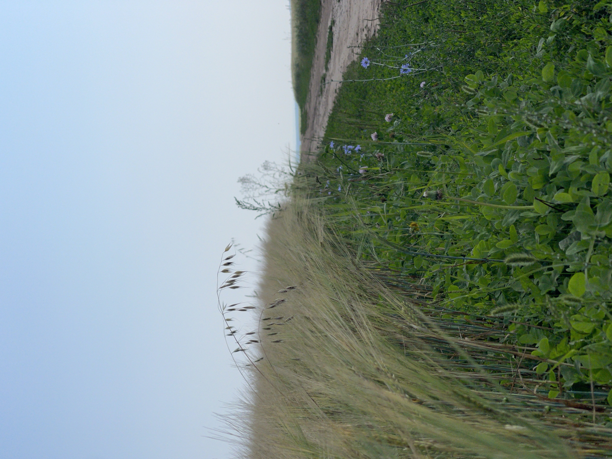 An outdoor, low-angle, medium shot captures a field of tall, dry grasses with green stalks and seed heads curving to the left. The grasses are in focus in the foreground, with a slightly blurred, sandy dirt road cutting diagonally from the mid-right to the upper right. Along the edge of the road, there is a patch of green clover with small blue and pink wildflowers. The sky is clear and pale blue, with a faint horizon line visible in the distance. The scene is set in Maksimovo, Russia, where the weather appears to be calm and clear. There are no people or animals present in the image.