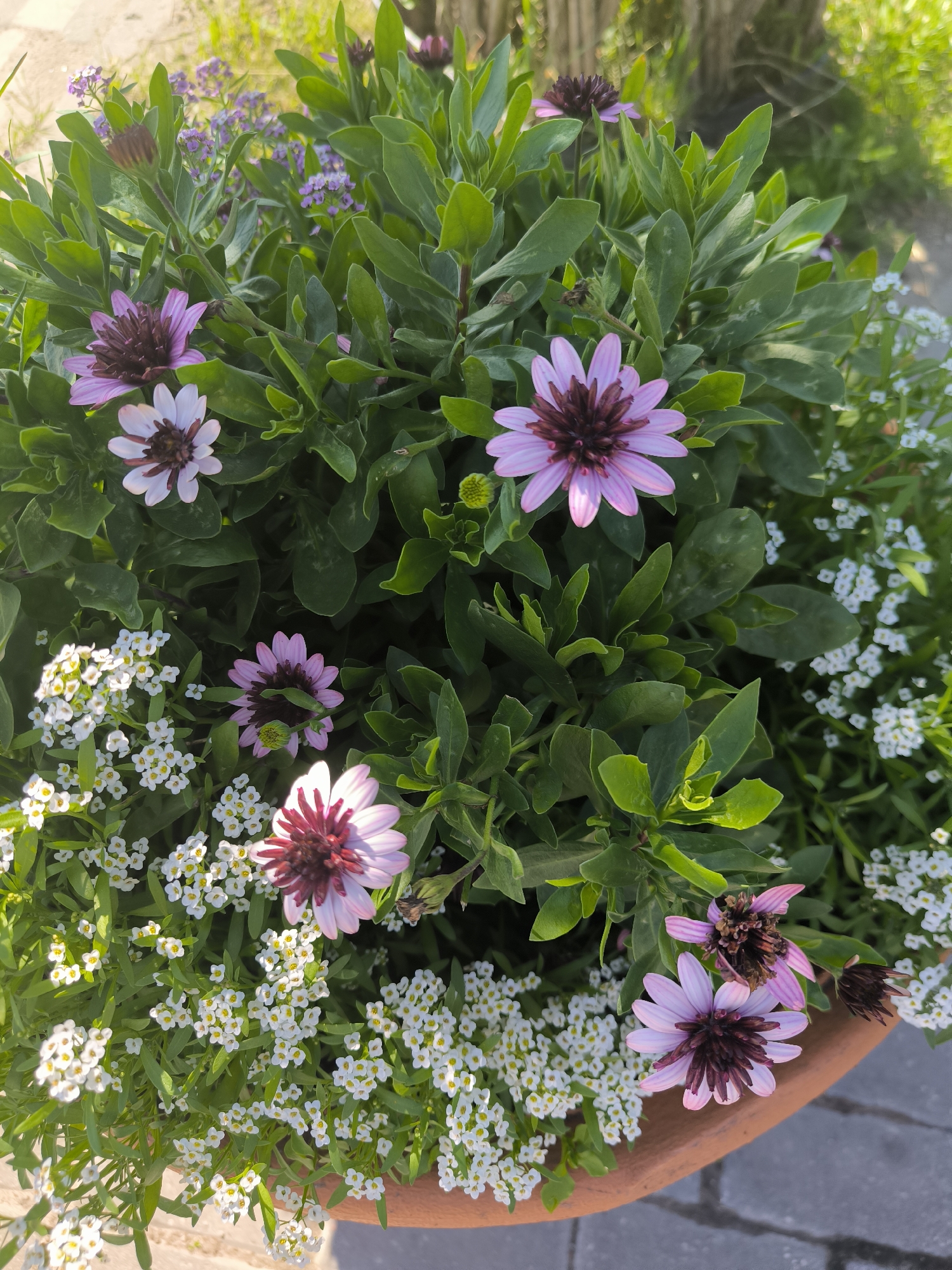 The image shows a close-up view of a terracotta pot filled with a variety of flowers and greenery. The main focus is on several large, daisy-like flowers with pale pink petals and dark purple centers. These flowers are interspersed with smaller clusters of delicate white flowers, likely alyssum, and dense green foliage. Some of the larger flowers are in full bloom, while others appear to be in bud or past their prime. The pot itself is visible at the bottom edge of the frame, and a cobblestone surface is also partially visible. The background is blurred but suggests an outdoor setting with sunlight filtering through leaves, creating dappled light. The scene is located in Laskino, Russia.
