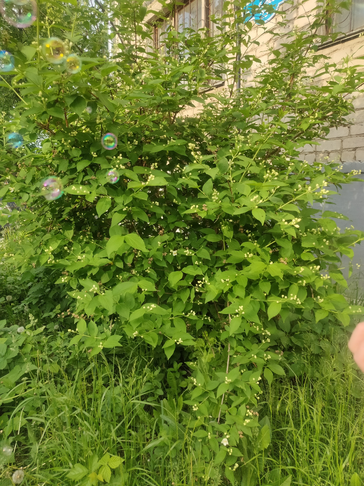 The image depicts a lush green bush with small white flower buds, possibly a mock orange (Philadelphus) or jasmine, growing near a light brick building with a metal grate over a window. Bubbles float in the air around the bush, suggesting someone may have been blowing them. The ground surrounding the bush is covered in green grass and other green plants. The scene appears to be in a park or garden setting in an urban area. Based on the prompt, the location is likely the city of Chaikovsky, Russia. A person's hand can be seen in the lower right portion of the photo.