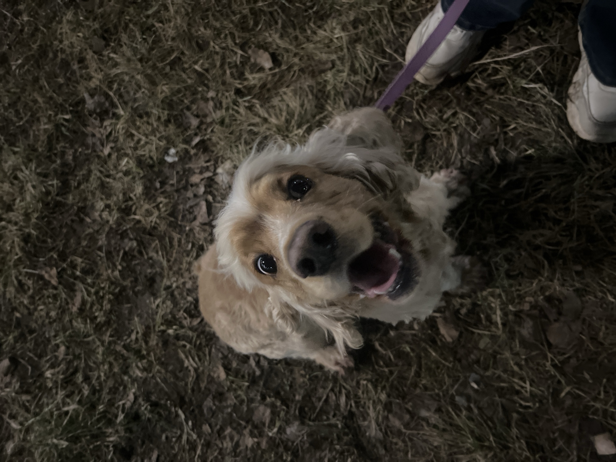 A Cocker Spaniel dog with beige and white fur is looking up at the camera. The dog is standing on a surface of dry grass and leaves. A purple leash is attached to the dog's collar. Two pairs of white sneakers with dark blue jeans can be seen in the top right corner of the image. It is nighttime or a dimly lit area. There is no visible evidence to confirm the location is in Chaikovsky, Russia.