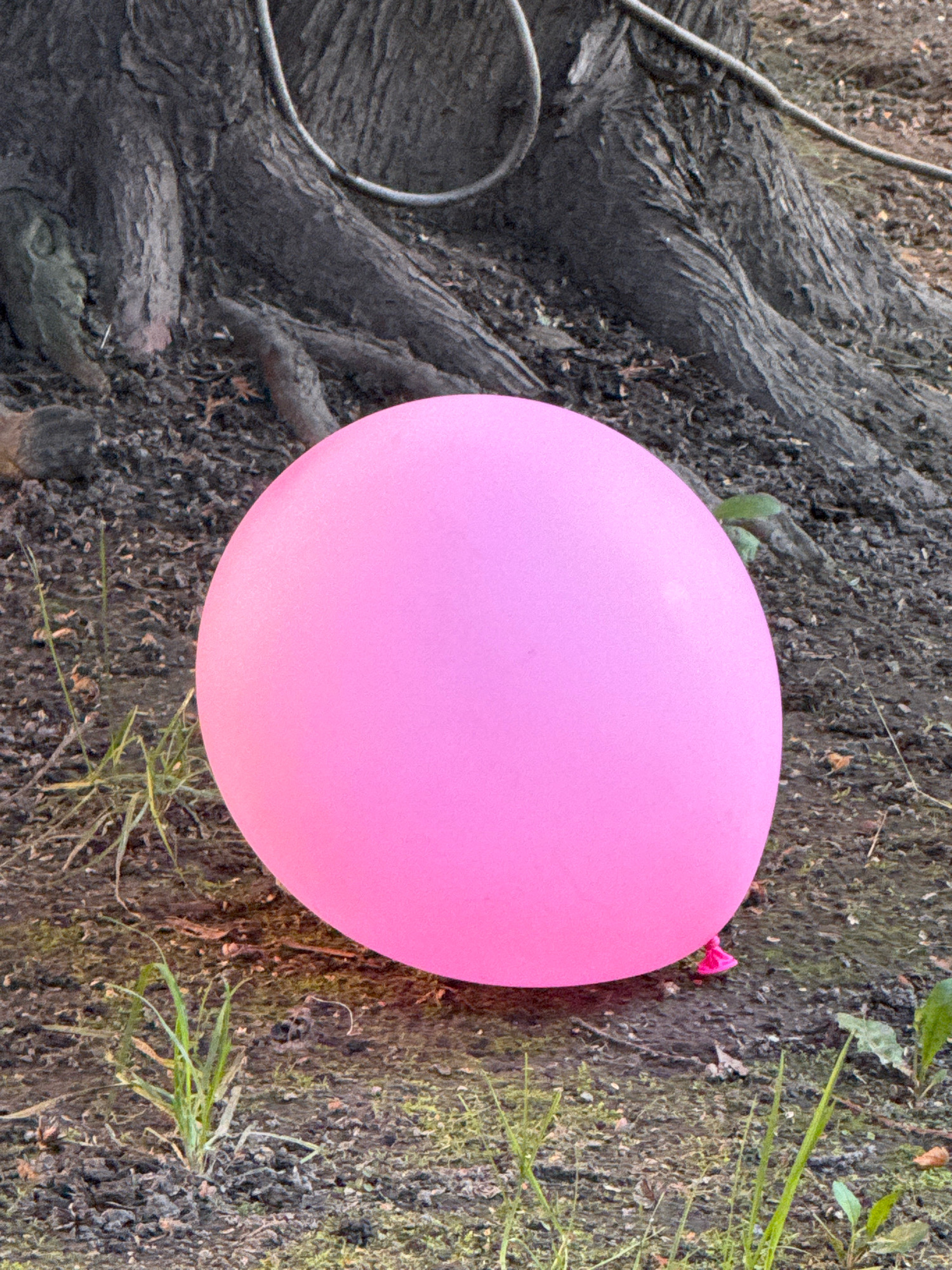 A bright pink balloon lies on the ground next to the gnarled roots of a large tree. The ground is a mixture of dark soil, small stones, and sparse green grass. A thin, dark wire is visible above the tree roots, suggesting it is a utility line or part of some installation. The scene appears to be outdoors, possibly in a park or a wooded area within the city of Saint Petersburg, Russia, given the context. There are no people visible in the image.