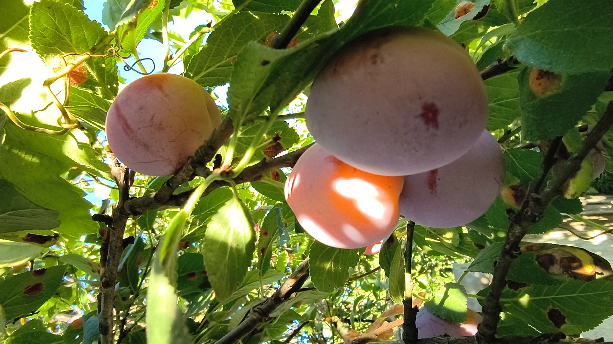 The image shows a close-up, low-angle view of plums on a tree branch. Several plums are visible, some in focus and others out of focus, hanging among green leaves. The plums vary in color, with some appearing pinkish-orange and others a light purple. The lighting suggests it is daytime, with sunlight filtering through the leaves and casting shadows. The environment appears to be outdoors, likely a garden or orchard. There are no people or animals in the image. The specific location in Sharasshensky, Russia is not discernable from the visual information provided.