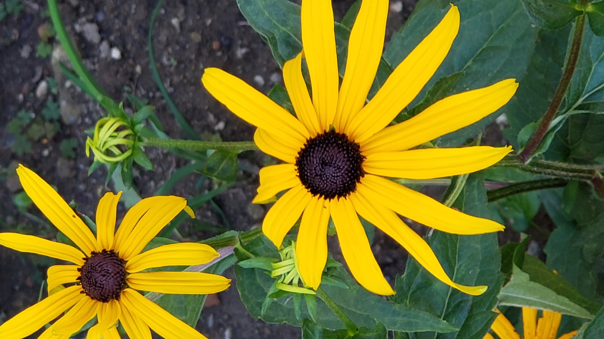 A close-up, eye-level shot captures two blooming yellow flowers with dark centers. The flower in the foreground is fully open, with vibrant yellow petals radiating from a dark, textured center. To its left, a bud on a separate stem shows tightly curled, pale green petals. In the background, blurred green leaves and dark soil suggest an outdoor garden setting. The image lacks any indication of human presence or activity and therefore cannot be geolocated within the city of Prešov, Slovakia.