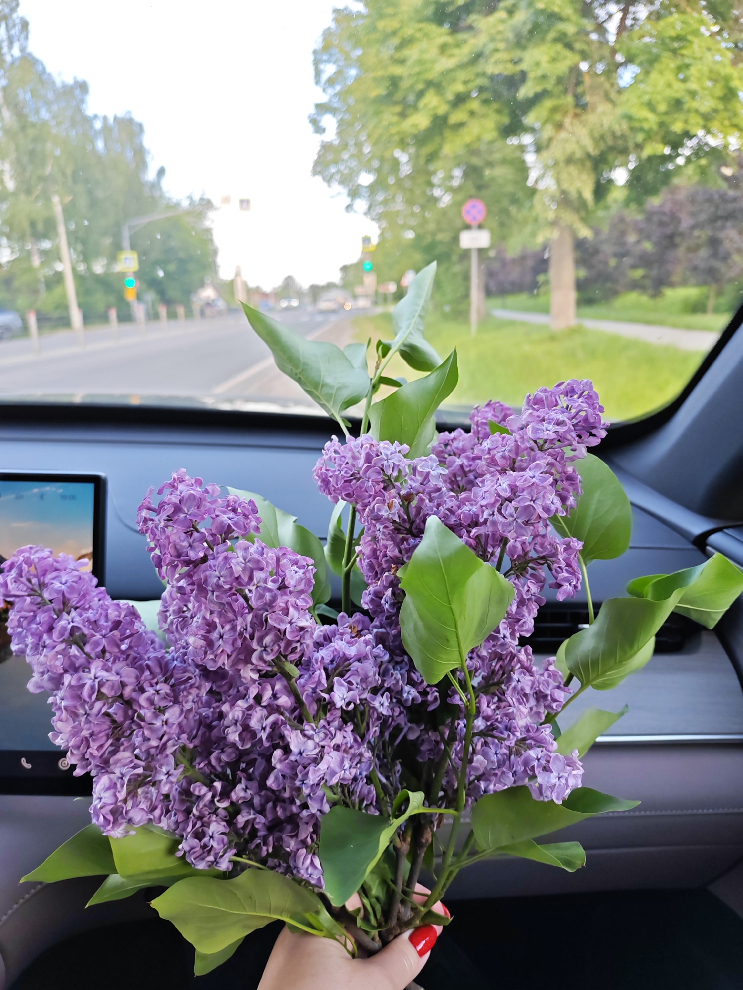 A close-up photograph features a generous bouquet of fragrant purple lilac flowers with vibrant green leaves, held by a hand with red painted fingernails. The flowers are prominently displayed inside a car, with the dark dashboard and a digital screen visible in the background, out of focus. Through the car's front windshield, a road can be seen, lined on both sides by green trees, suggesting a pleasant, possibly suburban or semi-rural setting in Bronnitsy, Russia.
The outdoor scene is bright, indicating daytime, possibly late afternoon due to the diffused lighting. A green traffic light is visible on the left side of the road, and a blurred circular red-and-white road sign is present on the right. The road itself appears clear, with white lane markings. The overall atmosphere is fresh and serene, highlighting the natural beauty of the lilacs within the context of a car journey. There is no discernible text on any signs or the car's screen.
